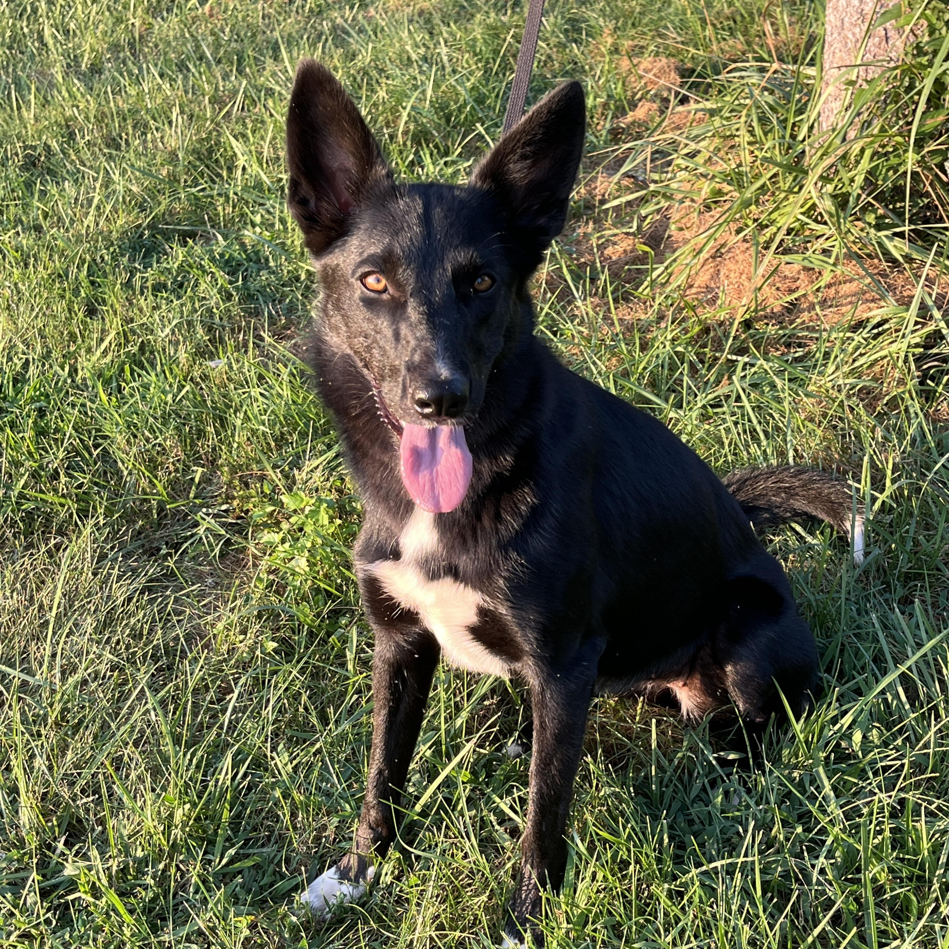 Treena, Adoptable, Adult Female Border Collie & German Shepherd Dog.