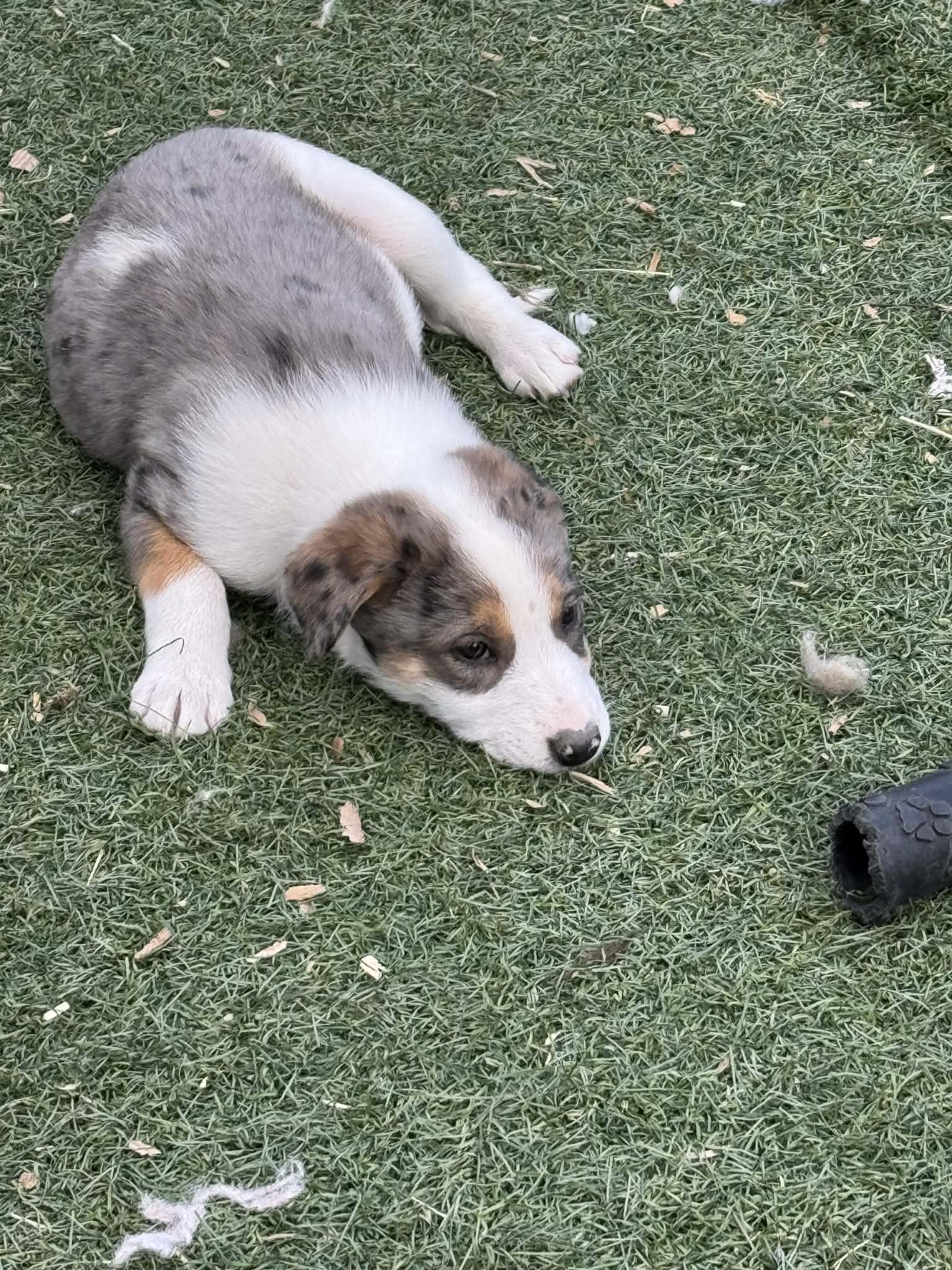 Enlarge Australian Shepherd Puppies , a ADOPTABLE mixed breed in Bend, OR image 4/5