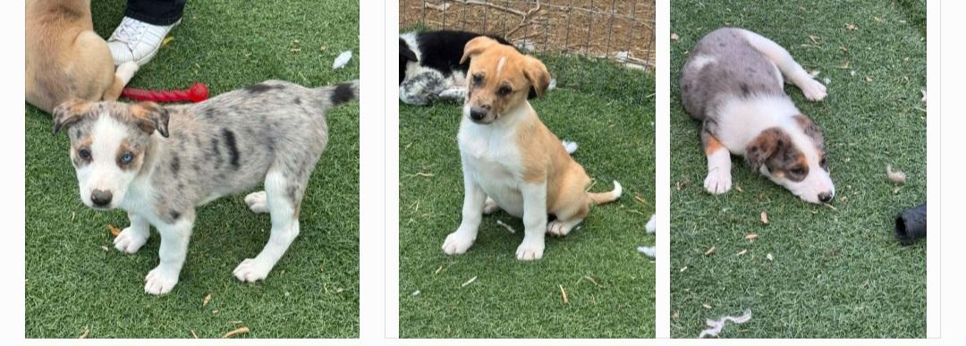 Enlarge Australian Shepherd Puppies , a ADOPTABLE mixed breed in Bend, OR image 1/5