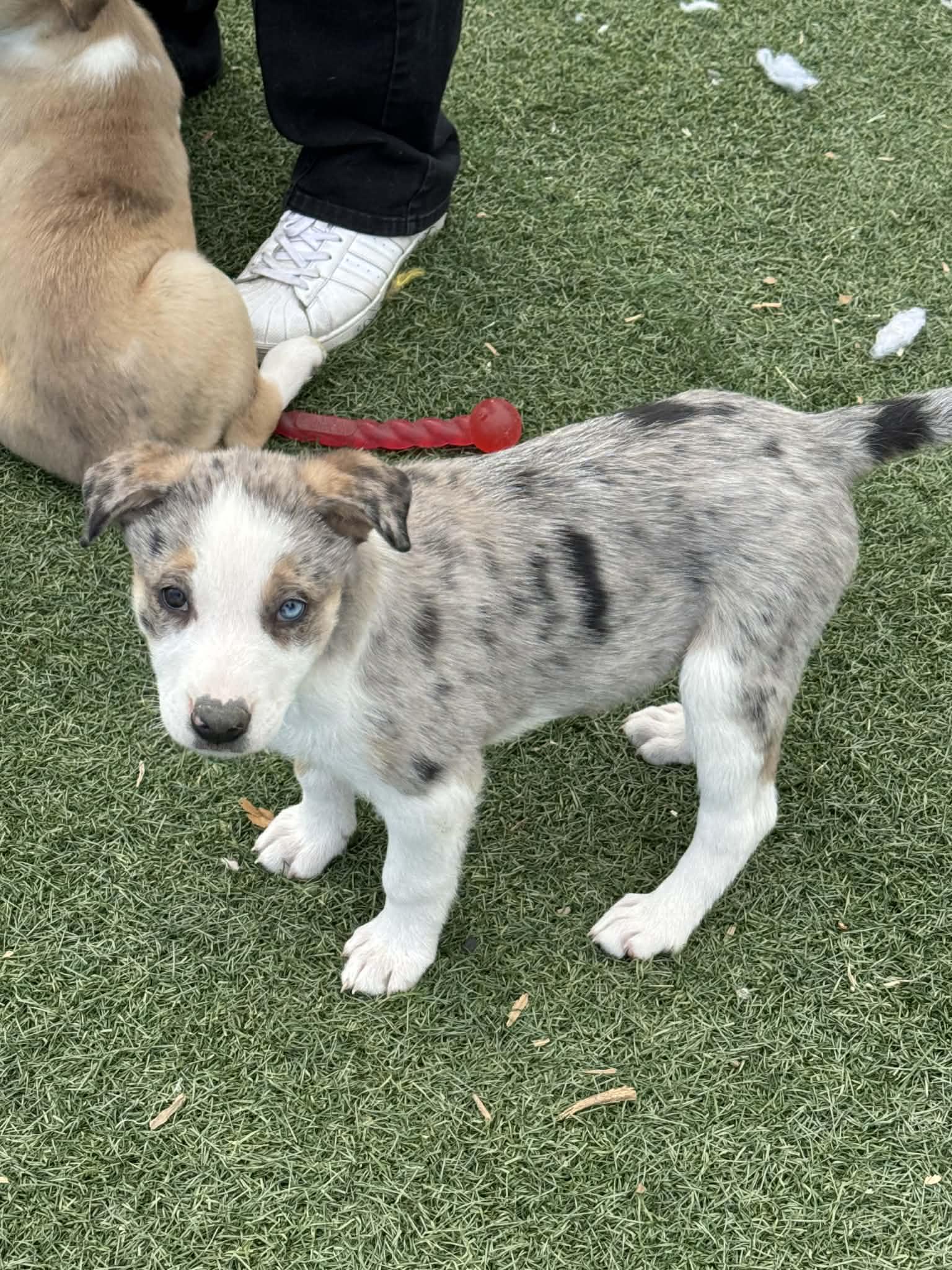 Enlarge Australian Shepherd Puppies , a ADOPTABLE mixed breed in Bend, OR image 3/5