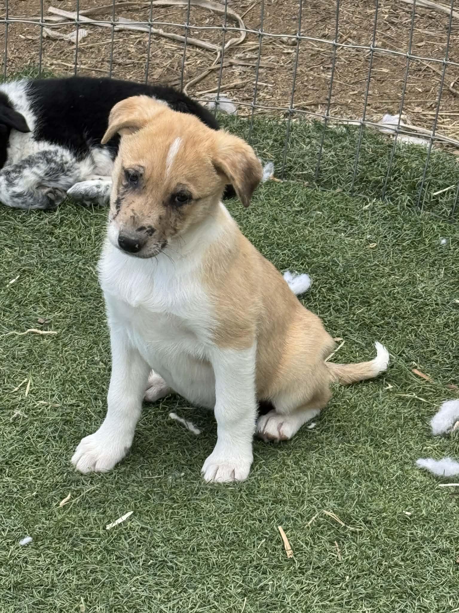 Australian Shepherd Puppies, ADOPTABLE, Puppy Female Australian Shepherd.