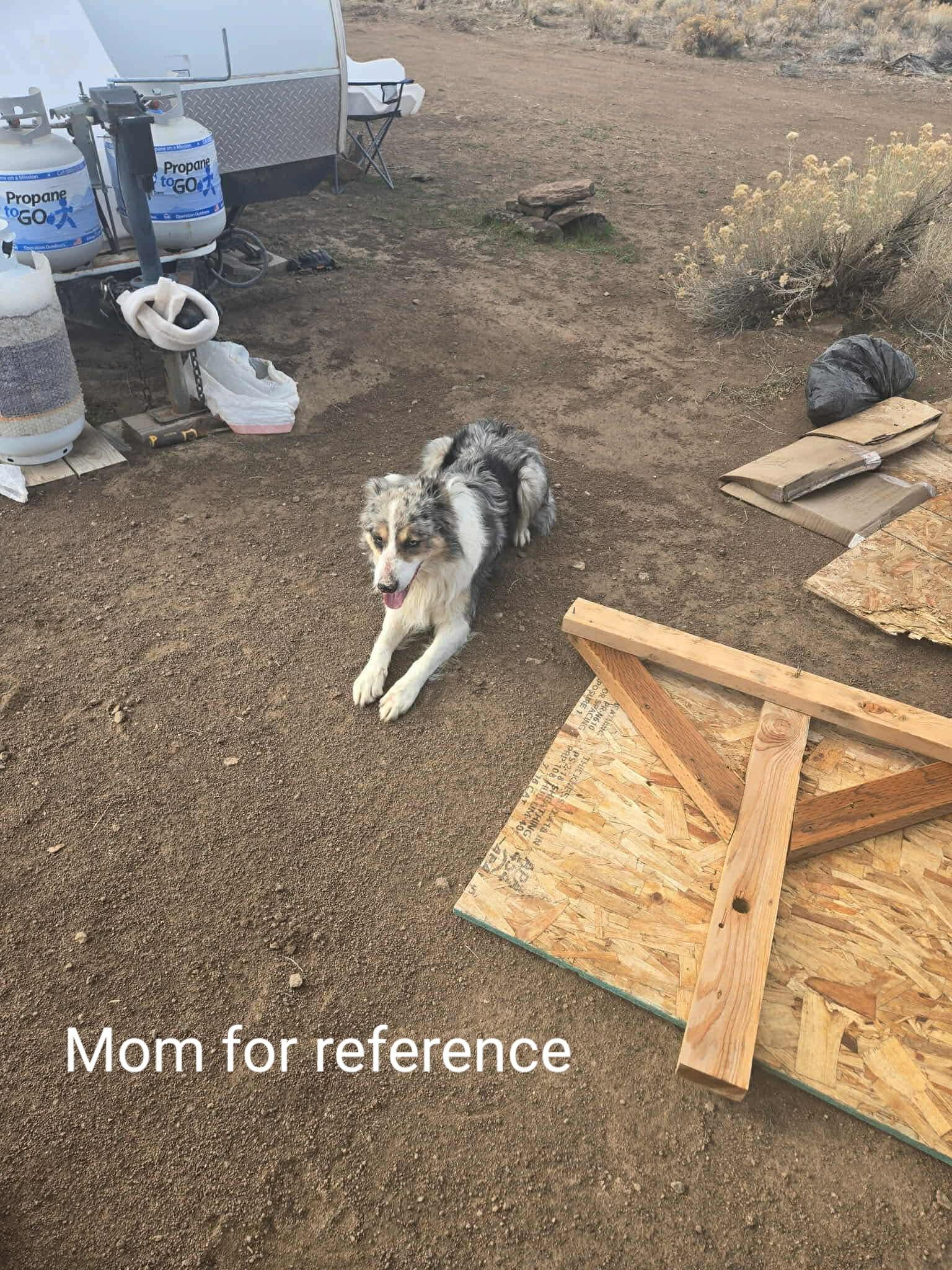 Enlarge Australian Shepherd Puppies , a ADOPTABLE mixed breed in Bend, OR image 5/5
