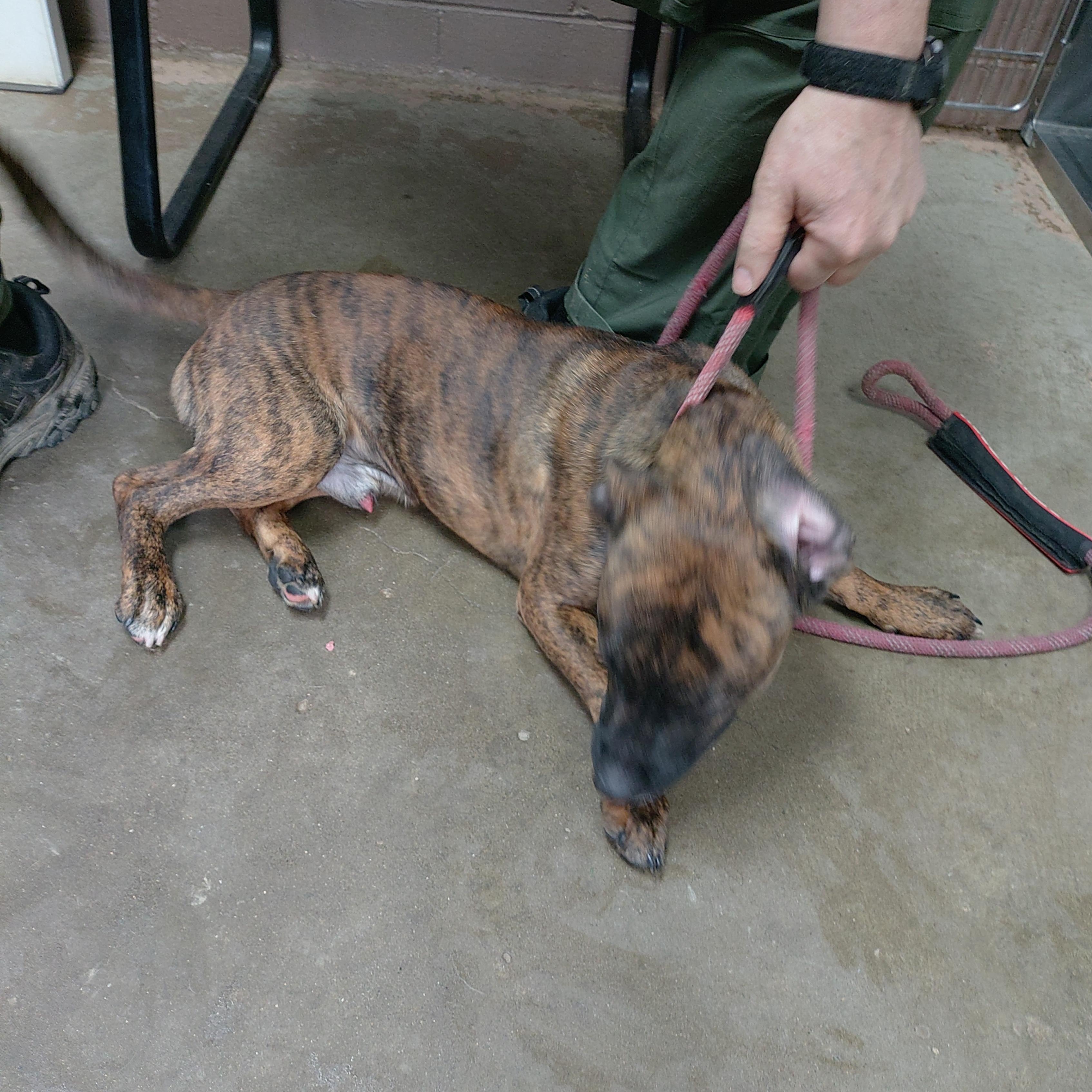 Enlarge 26-025, a ADOPTABLE mixed breed in Carrollton, OH image 3/3