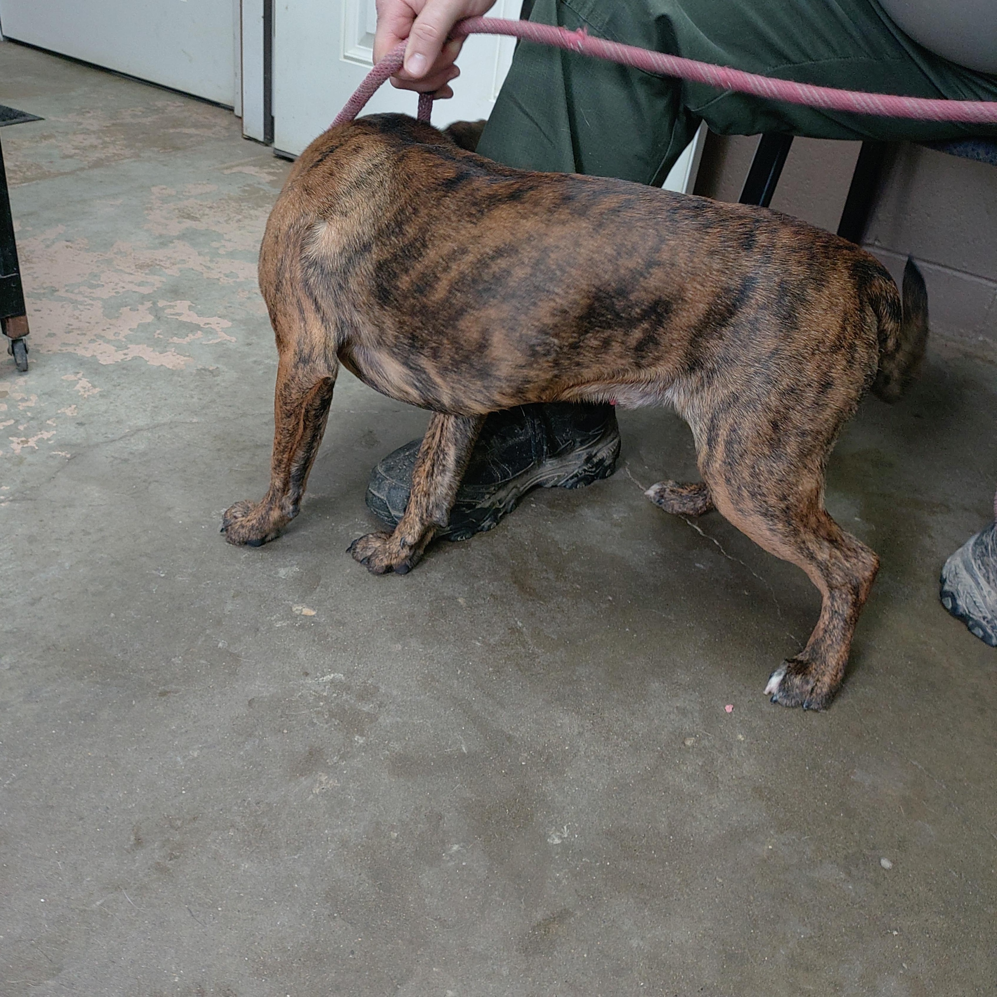 Enlarge 26-025, a ADOPTABLE mixed breed in Carrollton, OH image 2/3