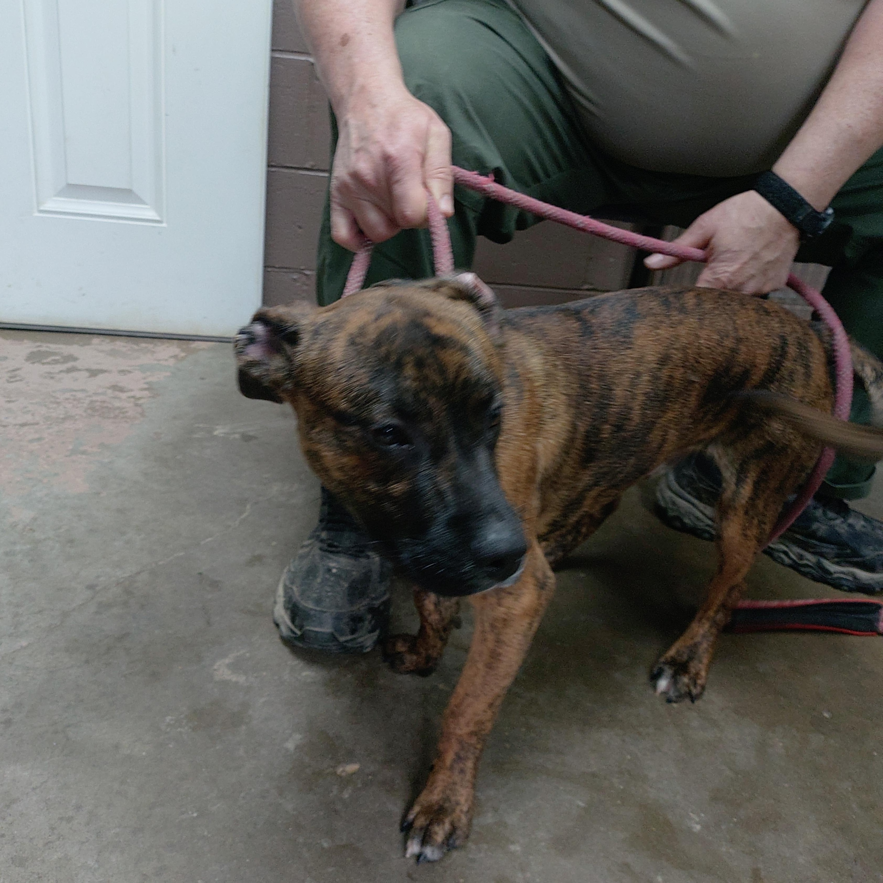 26-025, ADOPTABLE, Young Male American Staffordshire Terrier.