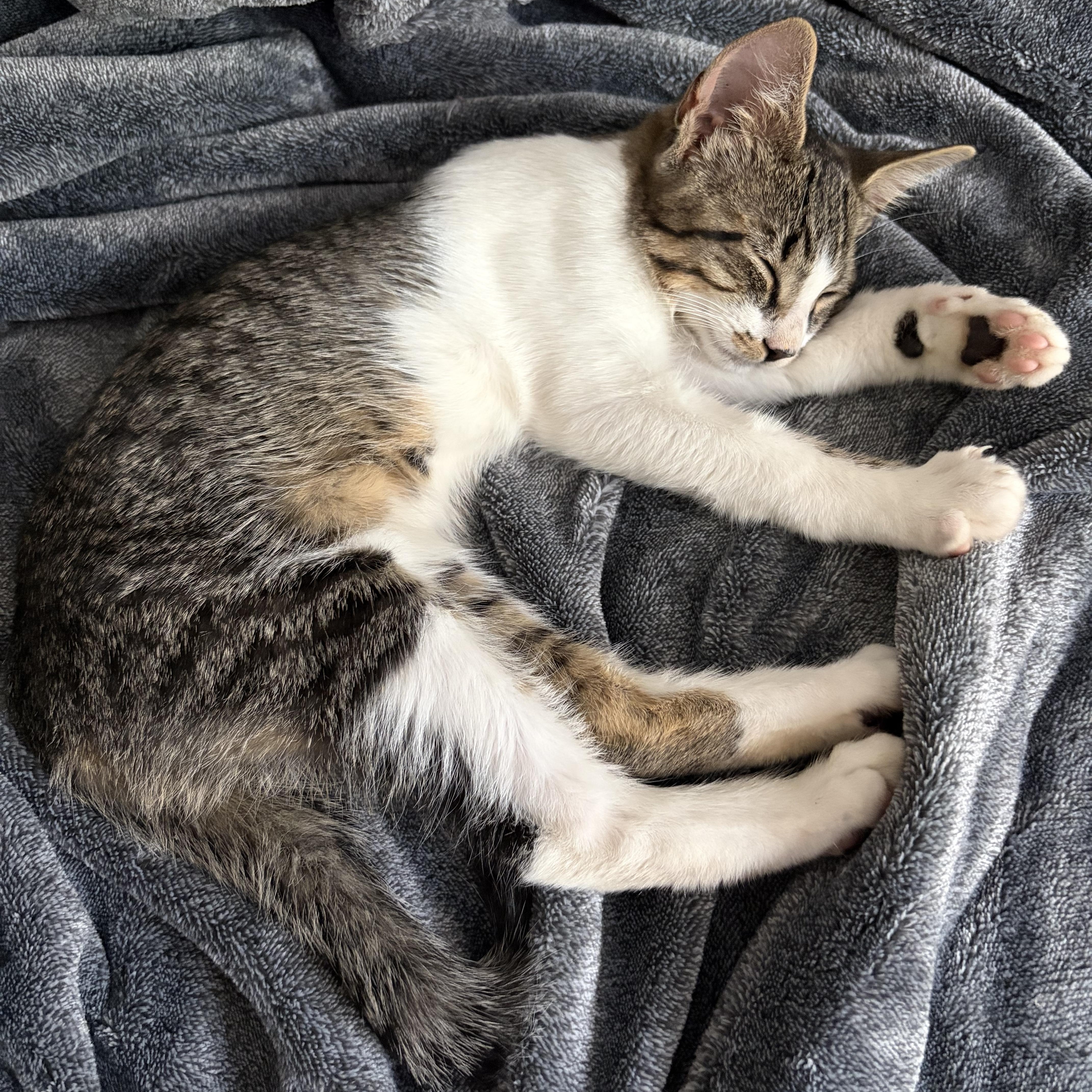 Enlarge Charlie, a Adoptable Domestic Short Hair in Huntington, MA image 1/6