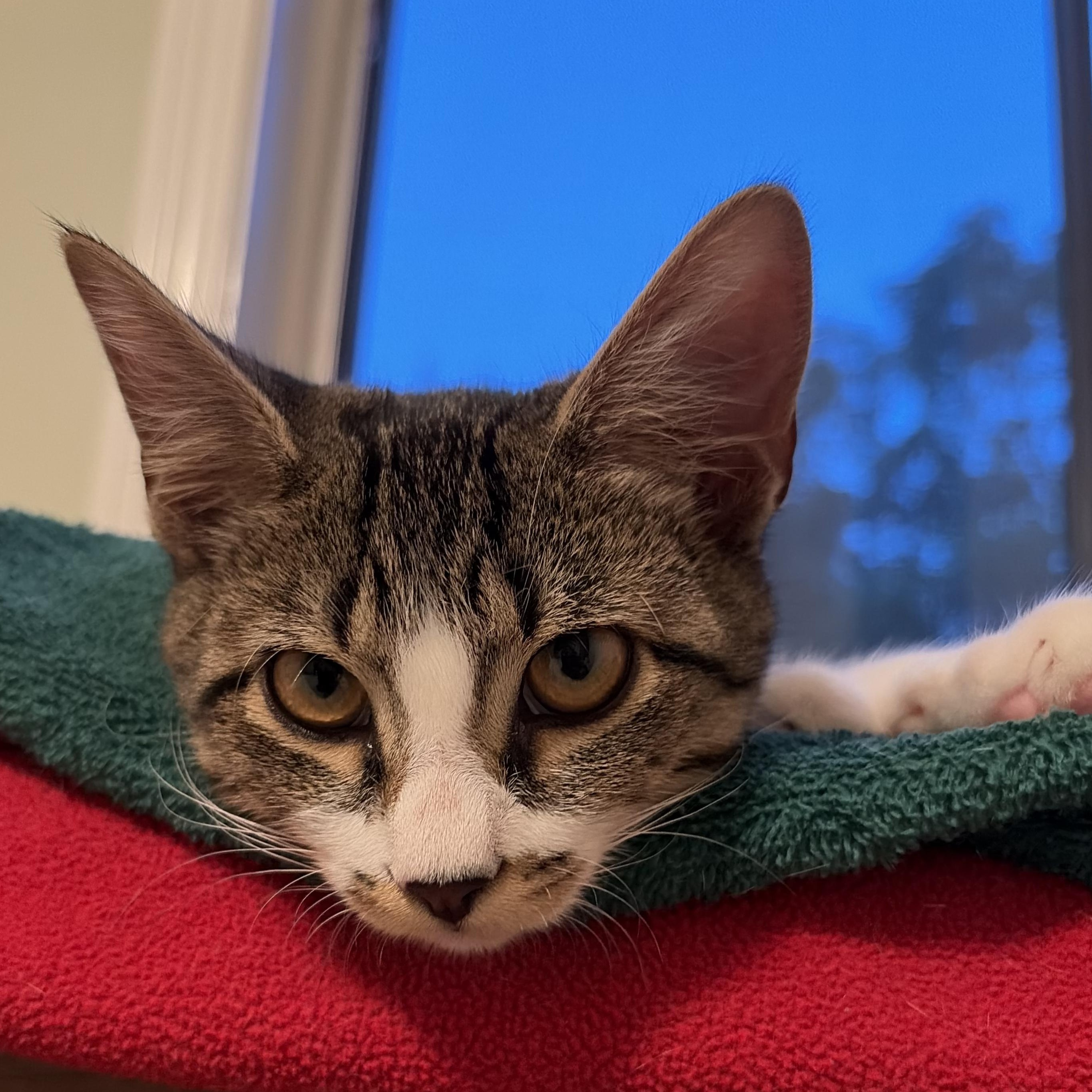 Enlarge Charlie, a Adoptable Domestic Short Hair in Huntington, MA image 3/6