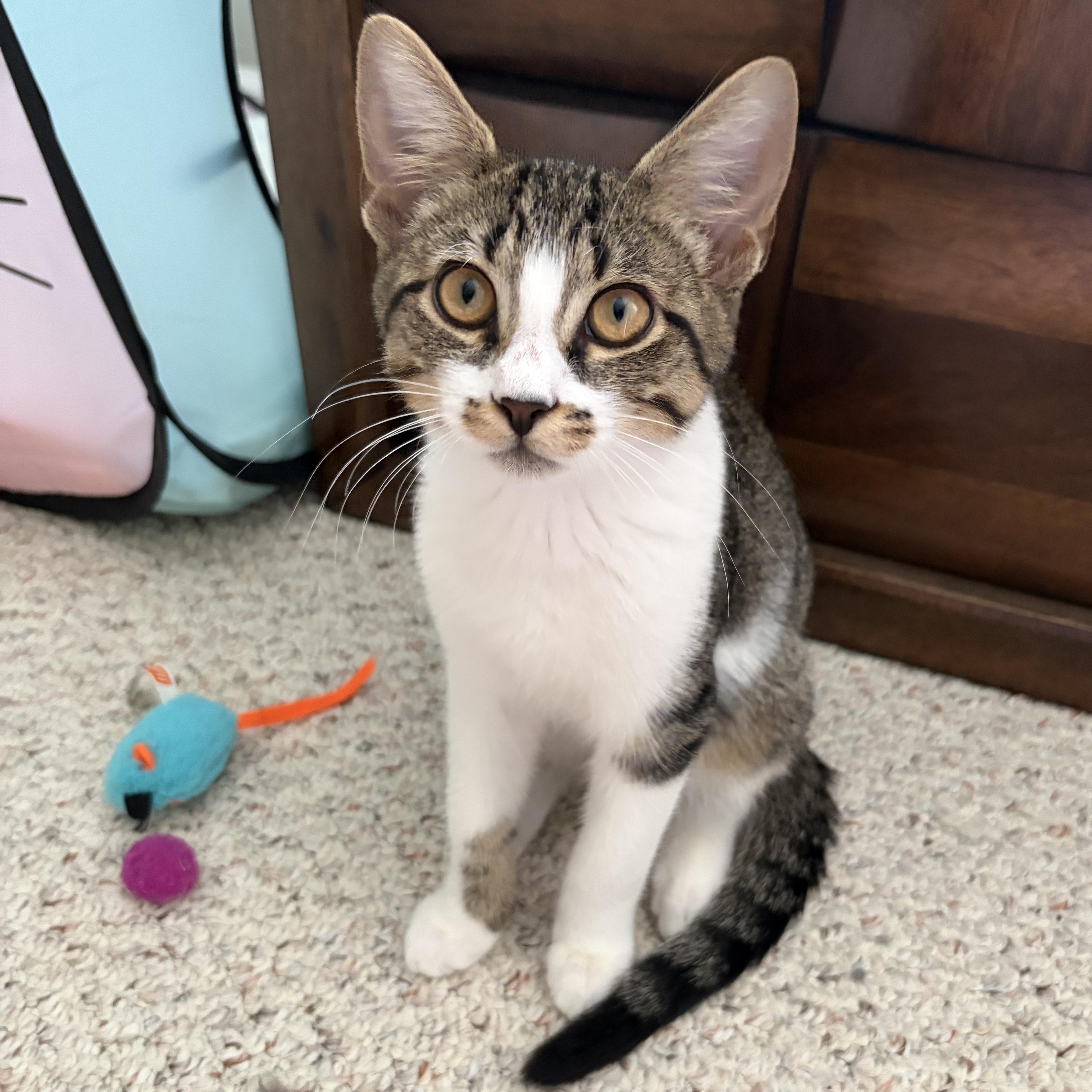 Enlarge Charlie, a Adoptable Domestic Short Hair in Huntington, MA image 2/6
