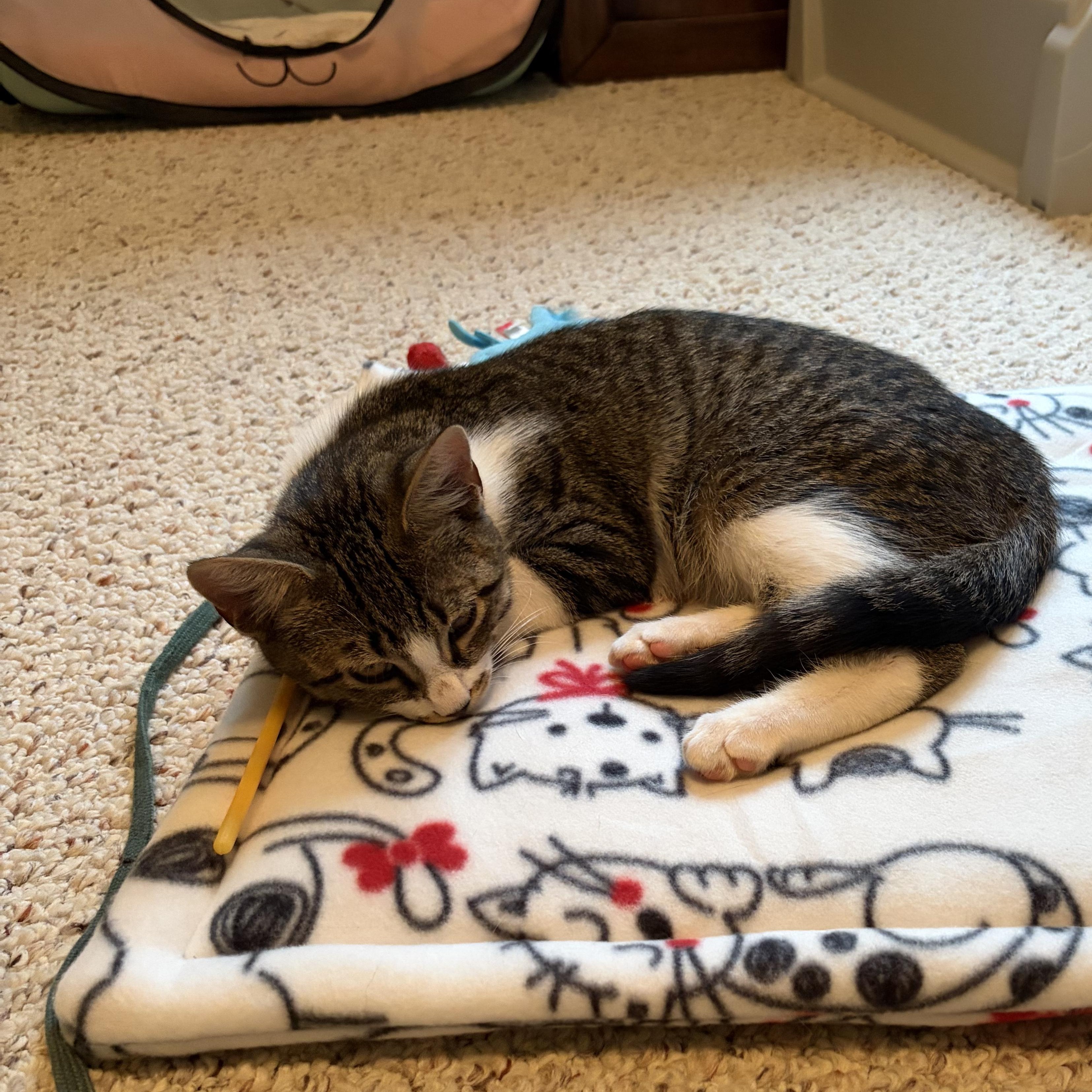 Enlarge Charlie, a Adoptable Domestic Short Hair in Huntington, MA image 4/6