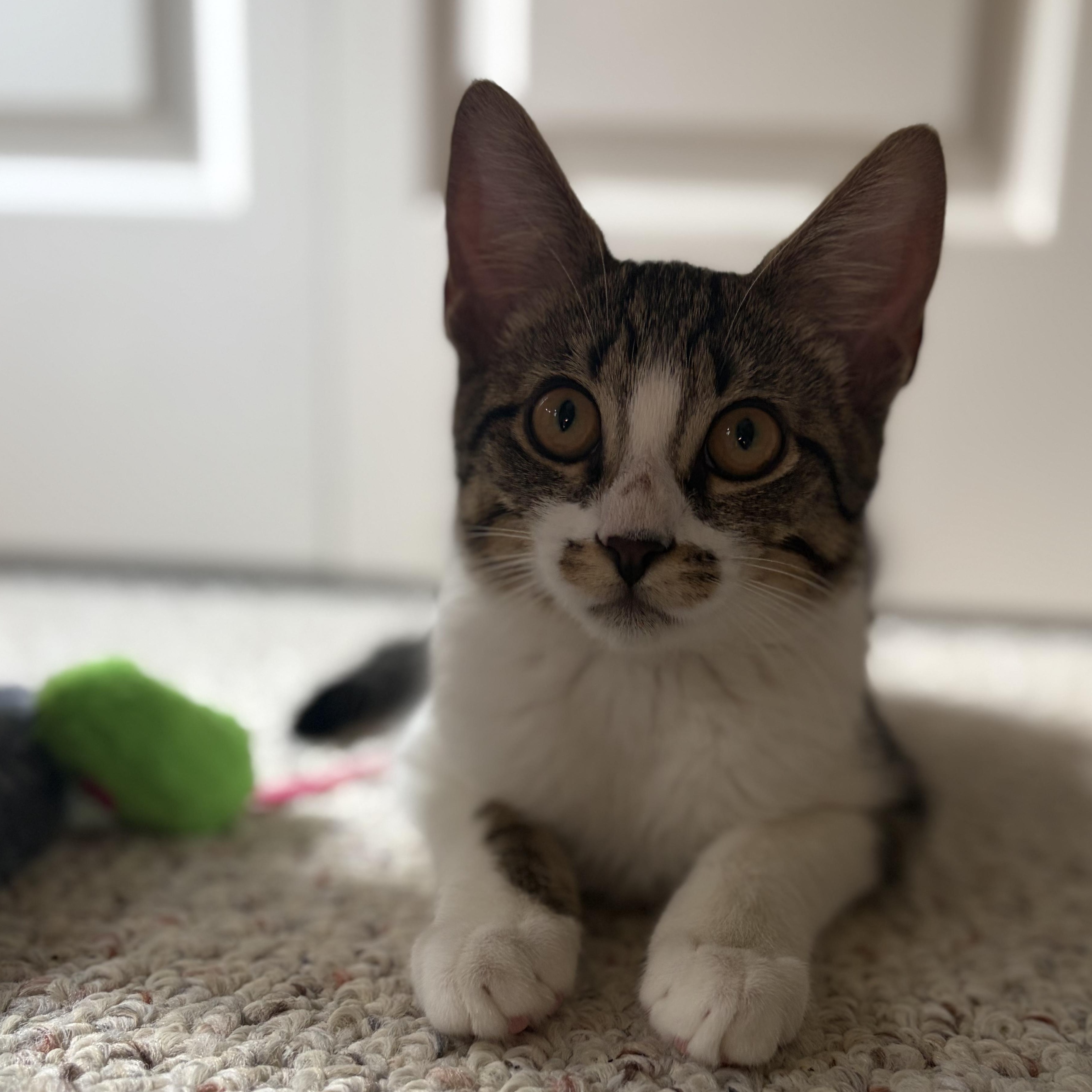Enlarge Charlie, a Adoptable Domestic Short Hair in Huntington, MA image 5/6