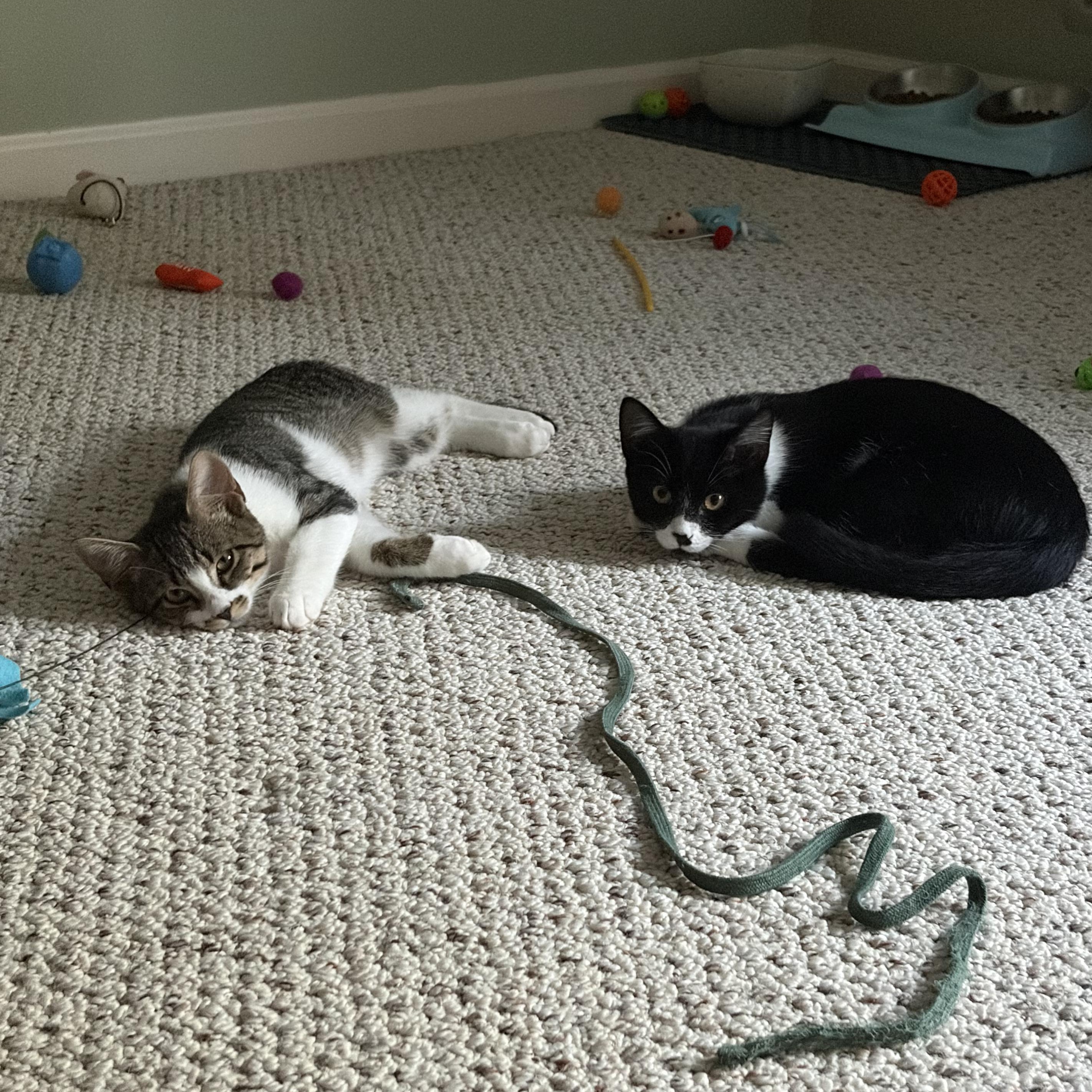 Enlarge Charlie, a Adoptable Domestic Short Hair in Huntington, MA image 6/6