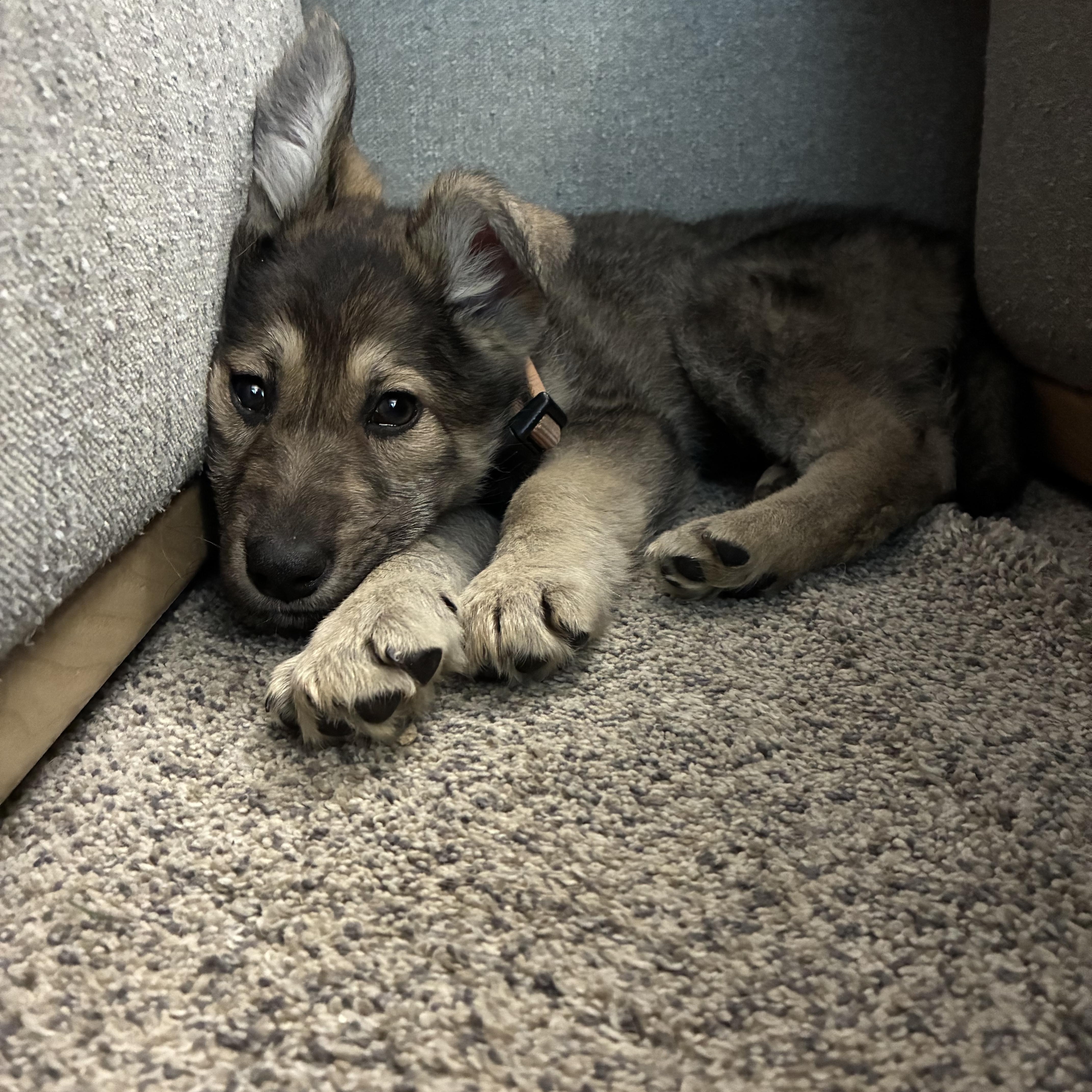 Enlarge Cana, an adopted German Shepherd Dog in Columbia, MD image 3/5