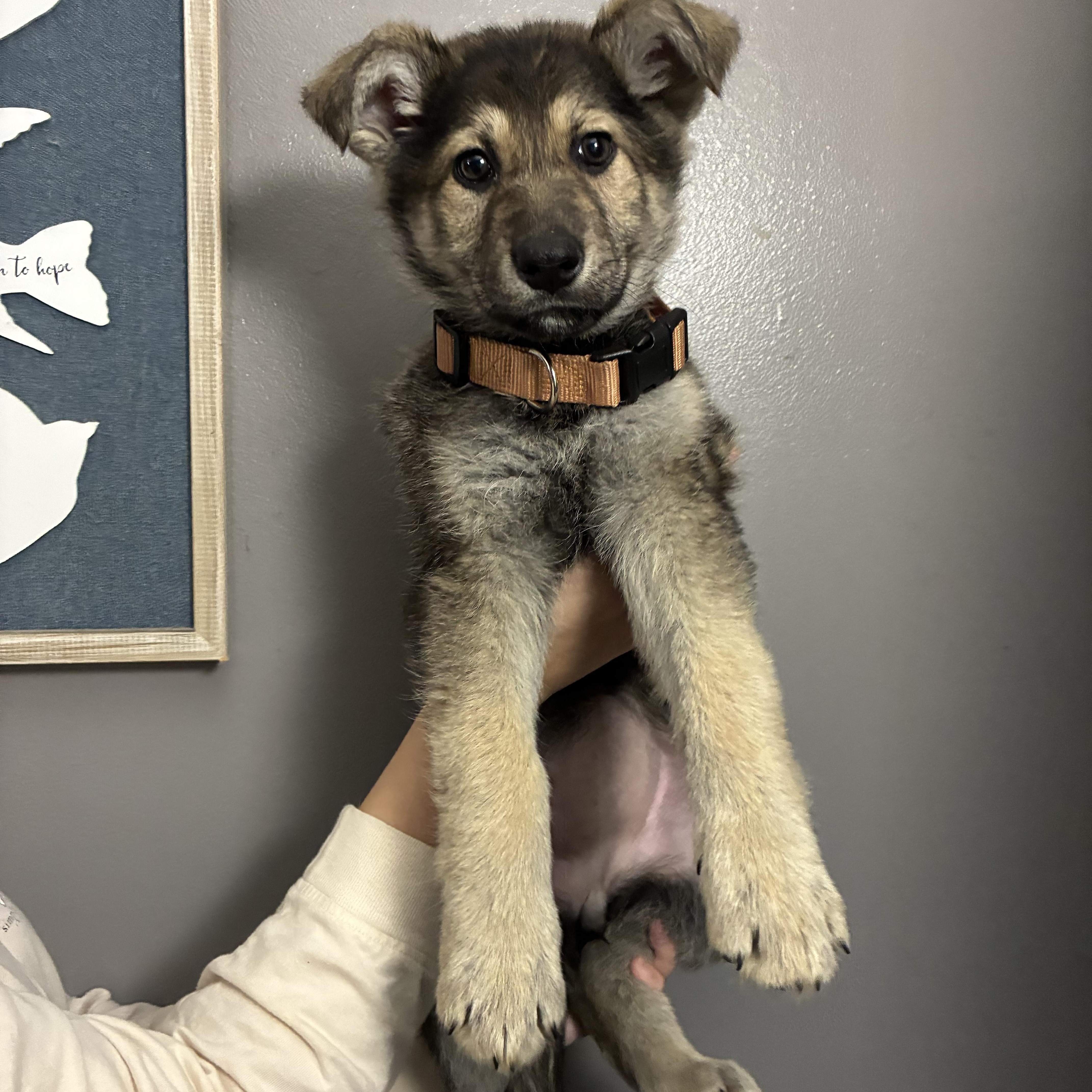 Enlarge Cana, an adopted German Shepherd Dog in Columbia, MD image 4/5