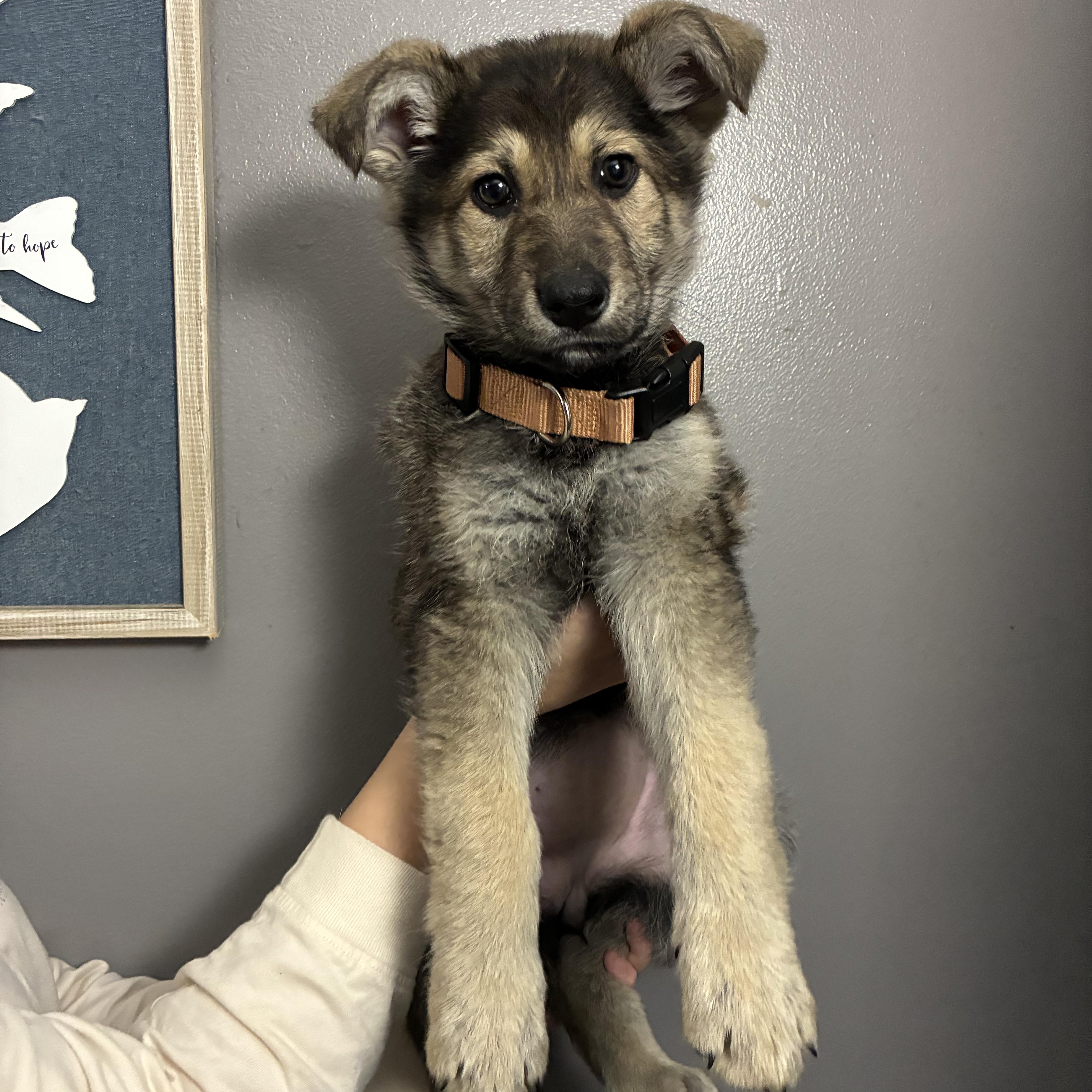 Cana, adopted, Puppy Female German Shepherd Dog.