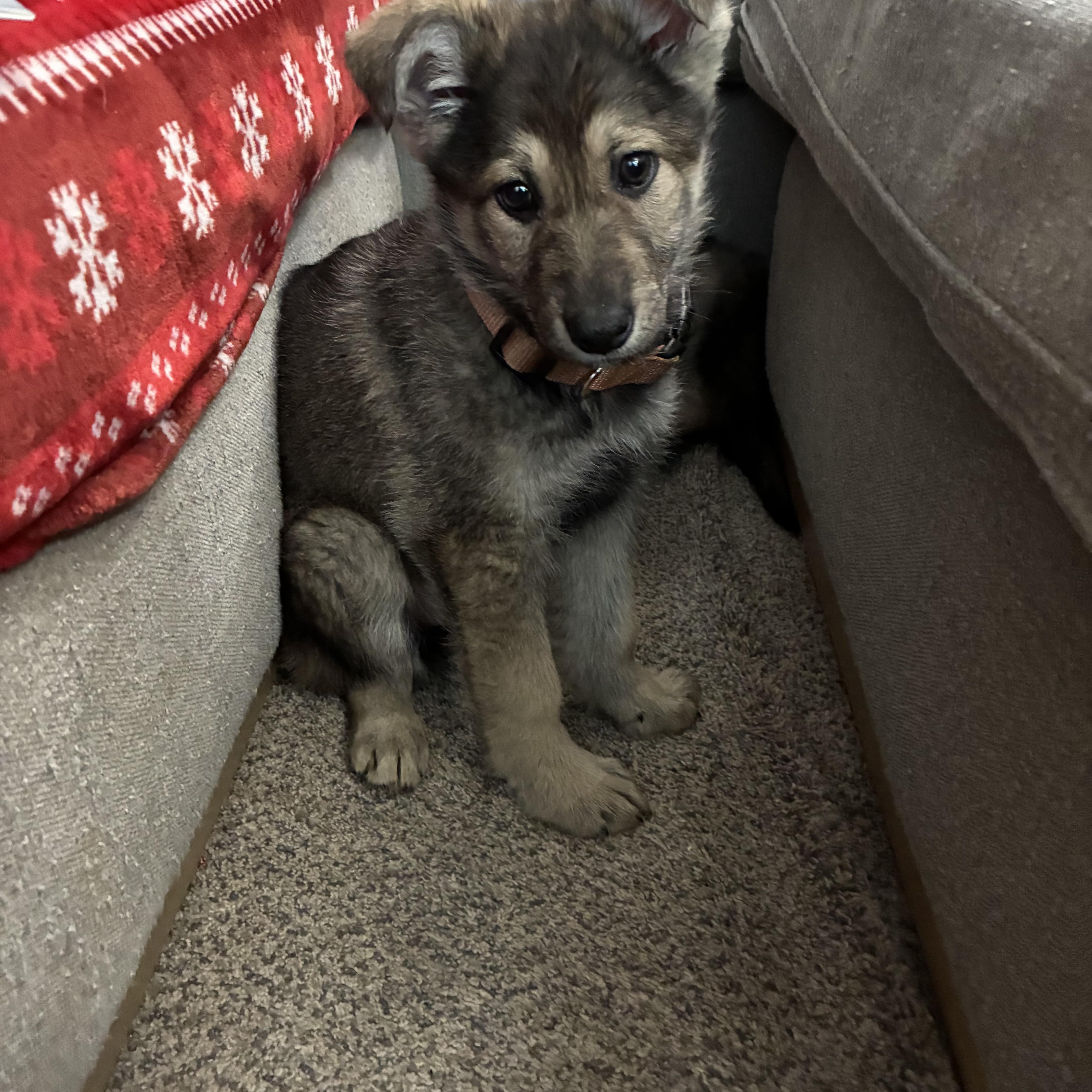Enlarge Cana, an adopted German Shepherd Dog in Columbia, MD image 5/5