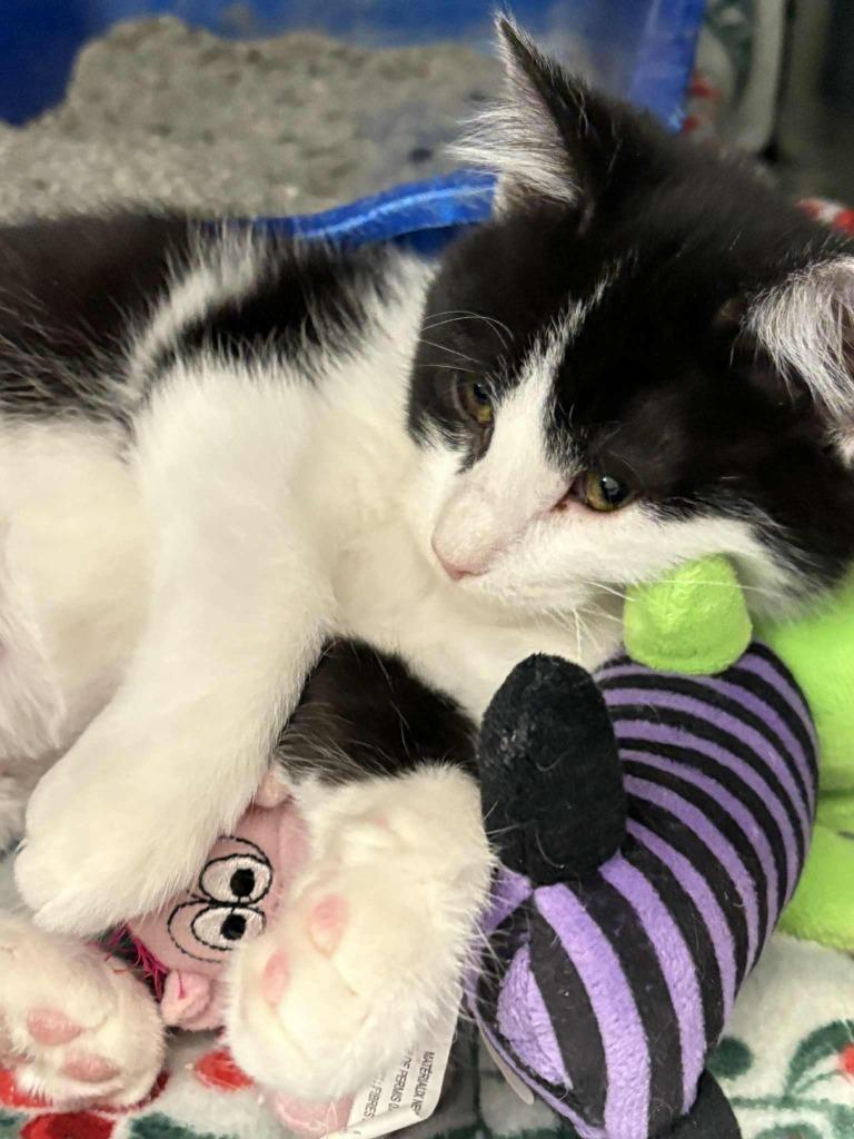 Ladybug, Adoptable, Kitten Female Domestic Short Hair.