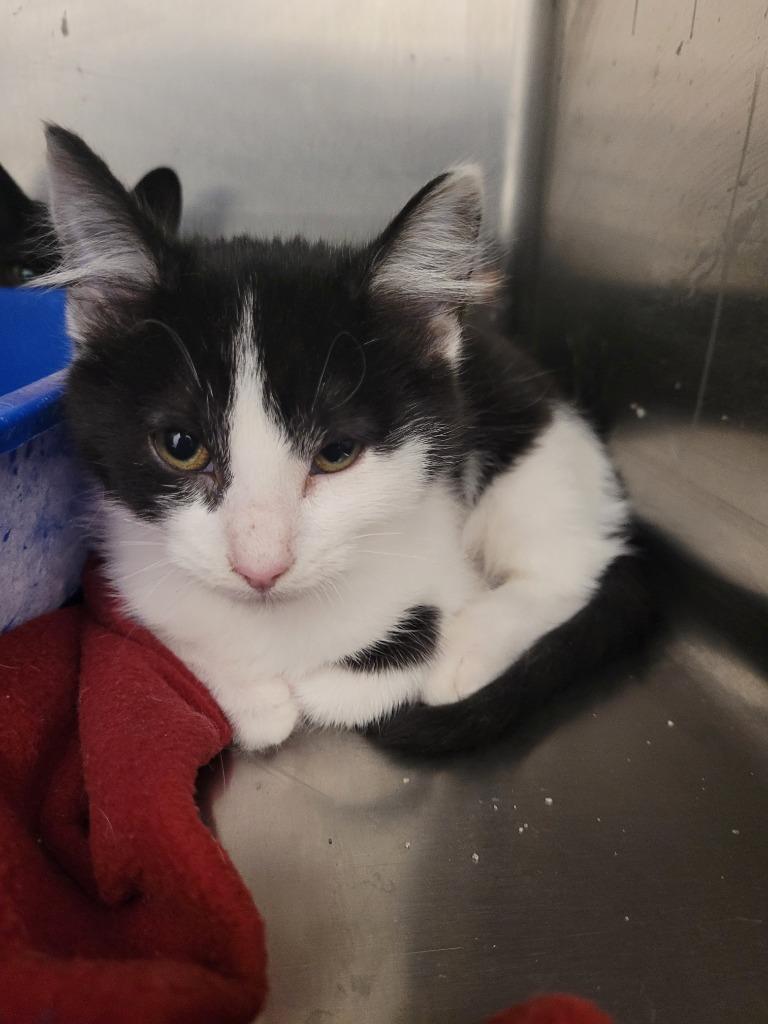 Enlarge Ladybug, a Adoptable mixed breed in New Kensington, PA image 2/6