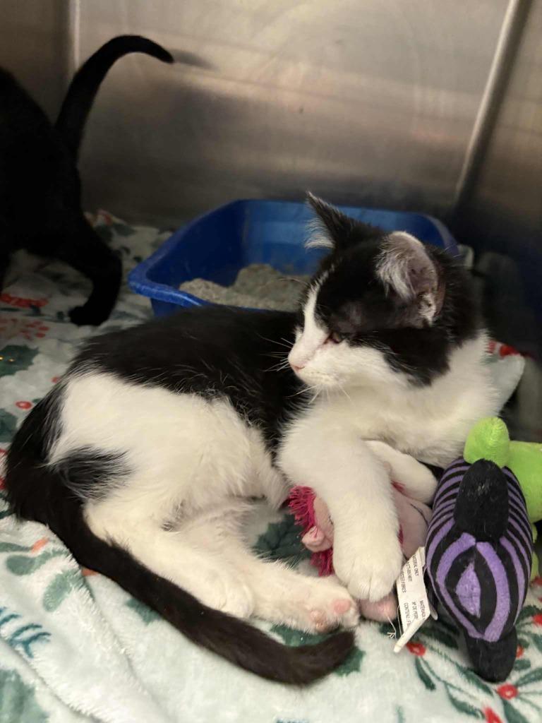 Enlarge Ladybug, a Adoptable mixed breed in New Kensington, PA image 3/6