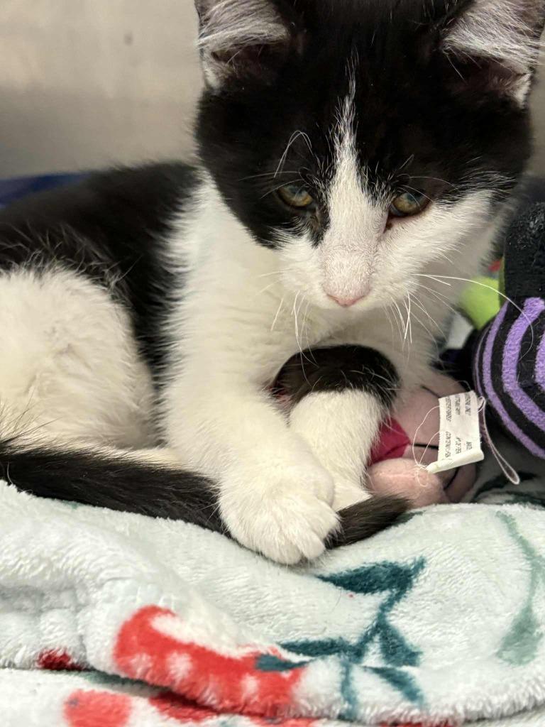 Enlarge Ladybug, a Adoptable mixed breed in New Kensington, PA image 4/6