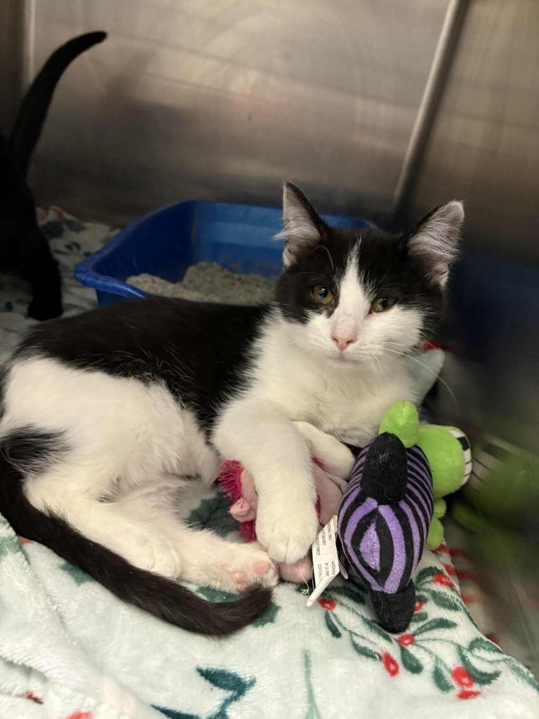 Enlarge Ladybug, a Adoptable mixed breed in New Kensington, PA image 5/6