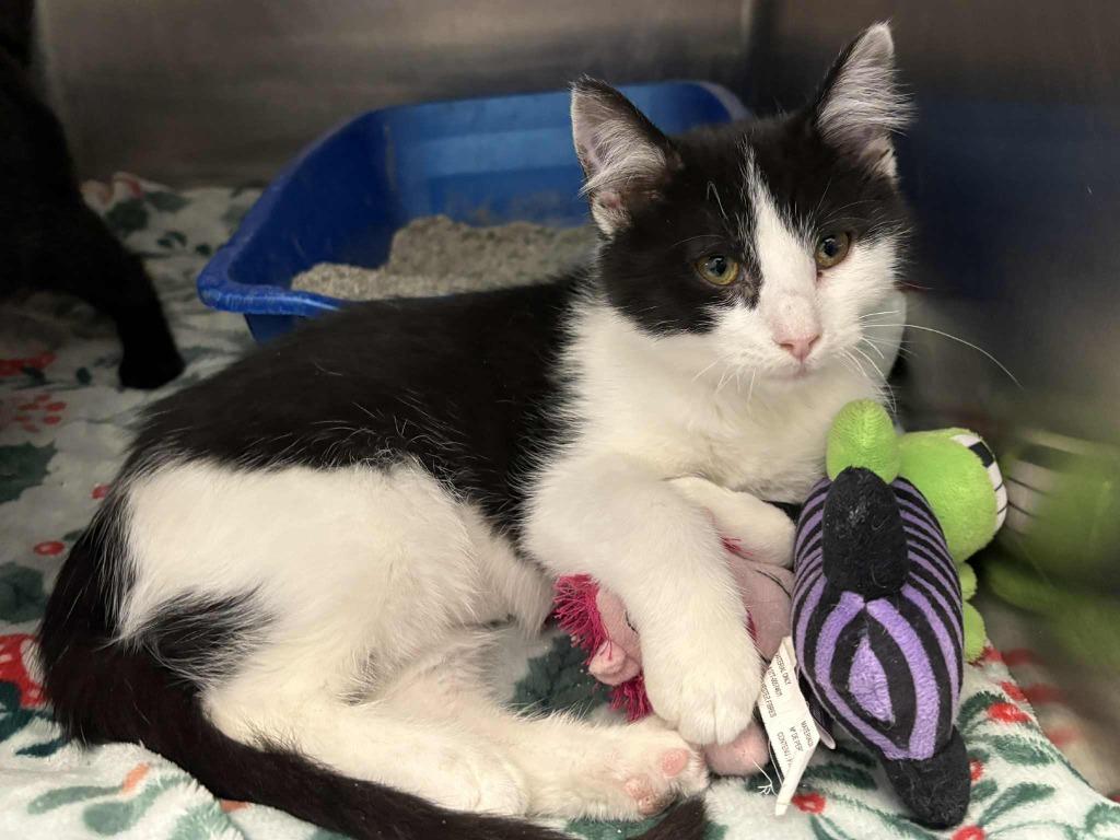 Enlarge Ladybug, a Adoptable mixed breed in New Kensington, PA image 6/6