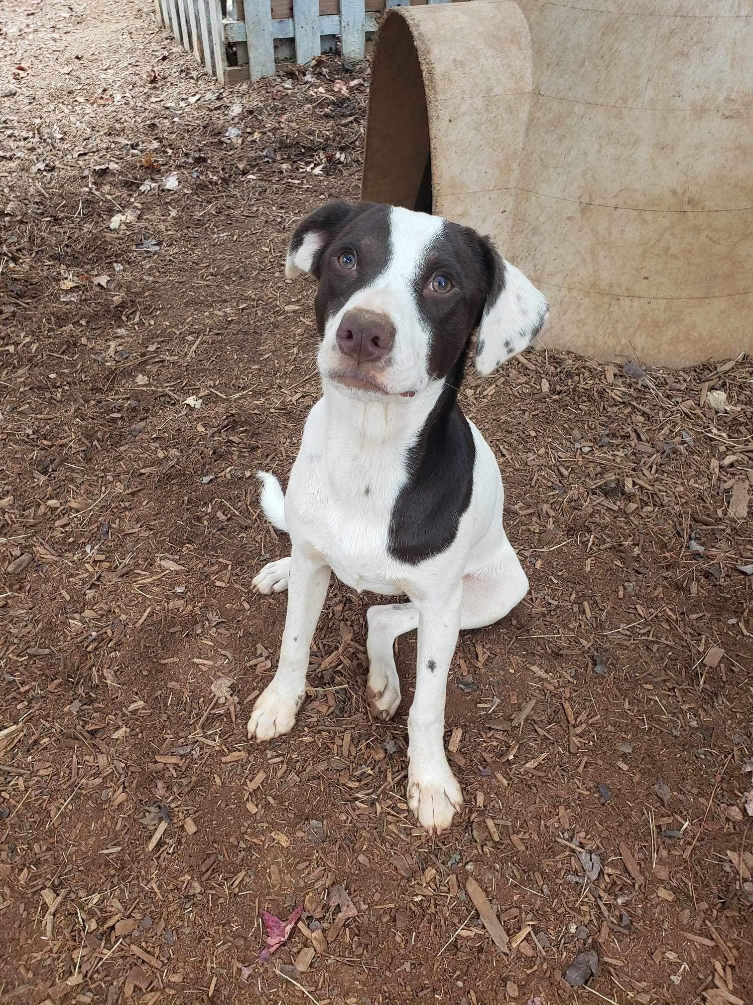 Enlarge Bingo, a Adoptable mixed breed in Roanoke, AL image 1/6