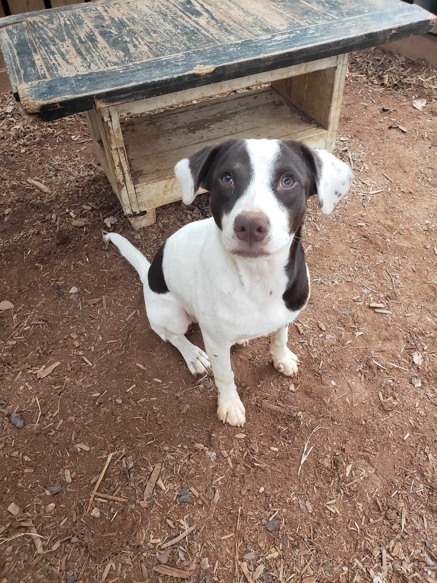 Enlarge Bingo, a Adoptable mixed breed in Roanoke, AL image 2/6