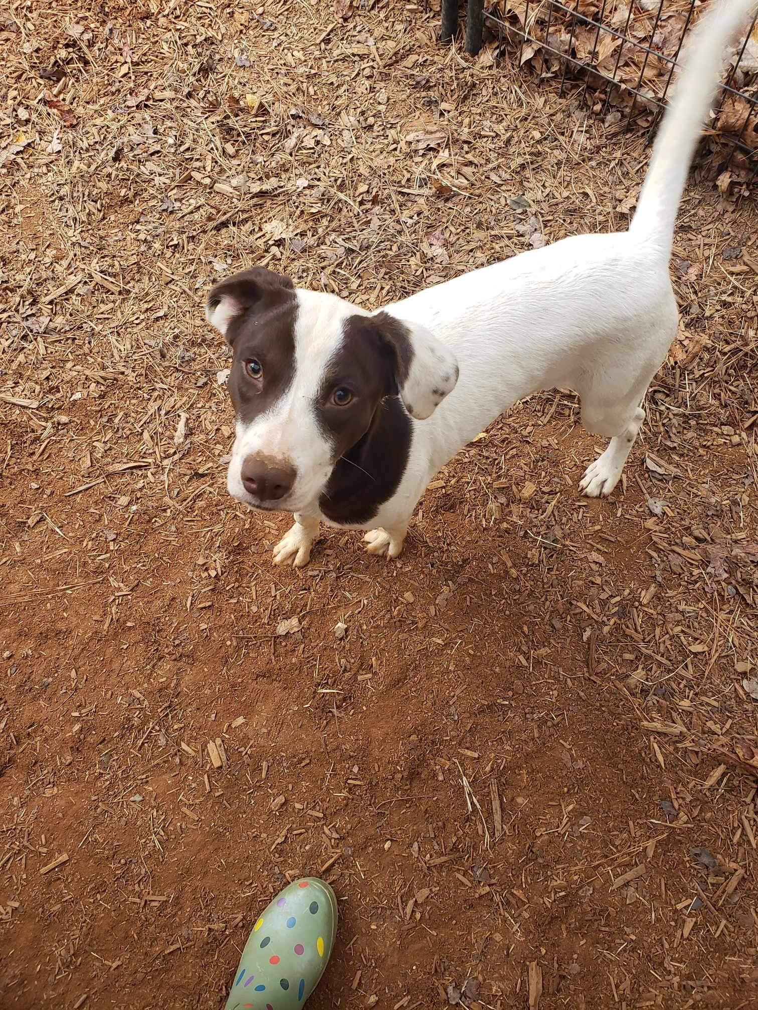 Enlarge Bingo, a Adoptable mixed breed in Roanoke, AL image 3/6