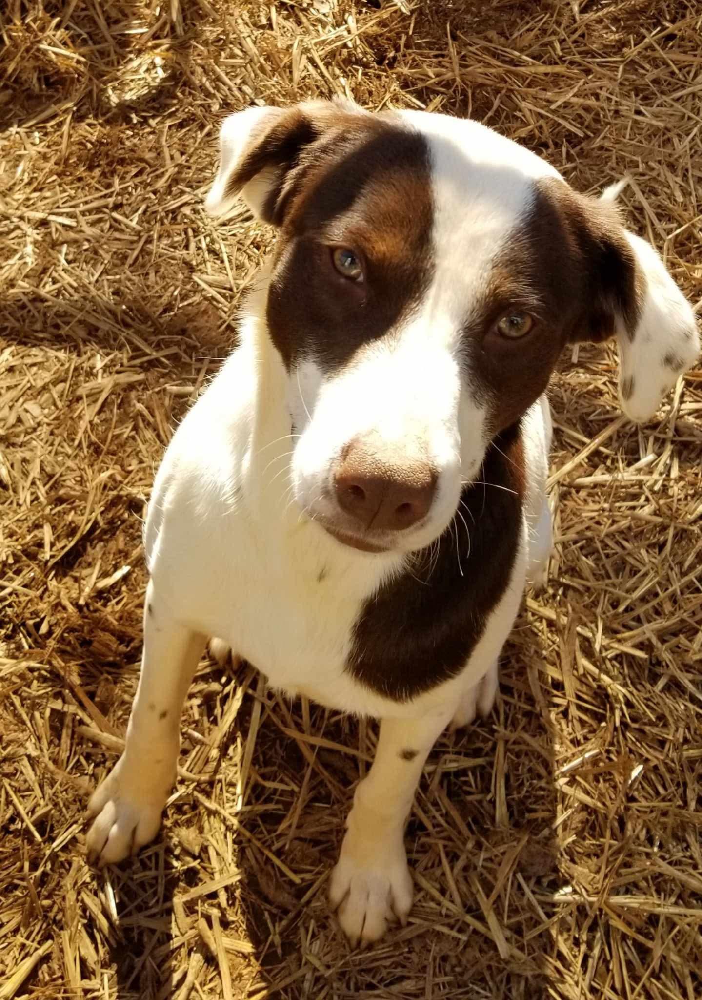 Enlarge Bingo, a Adoptable mixed breed in Roanoke, AL image 4/6