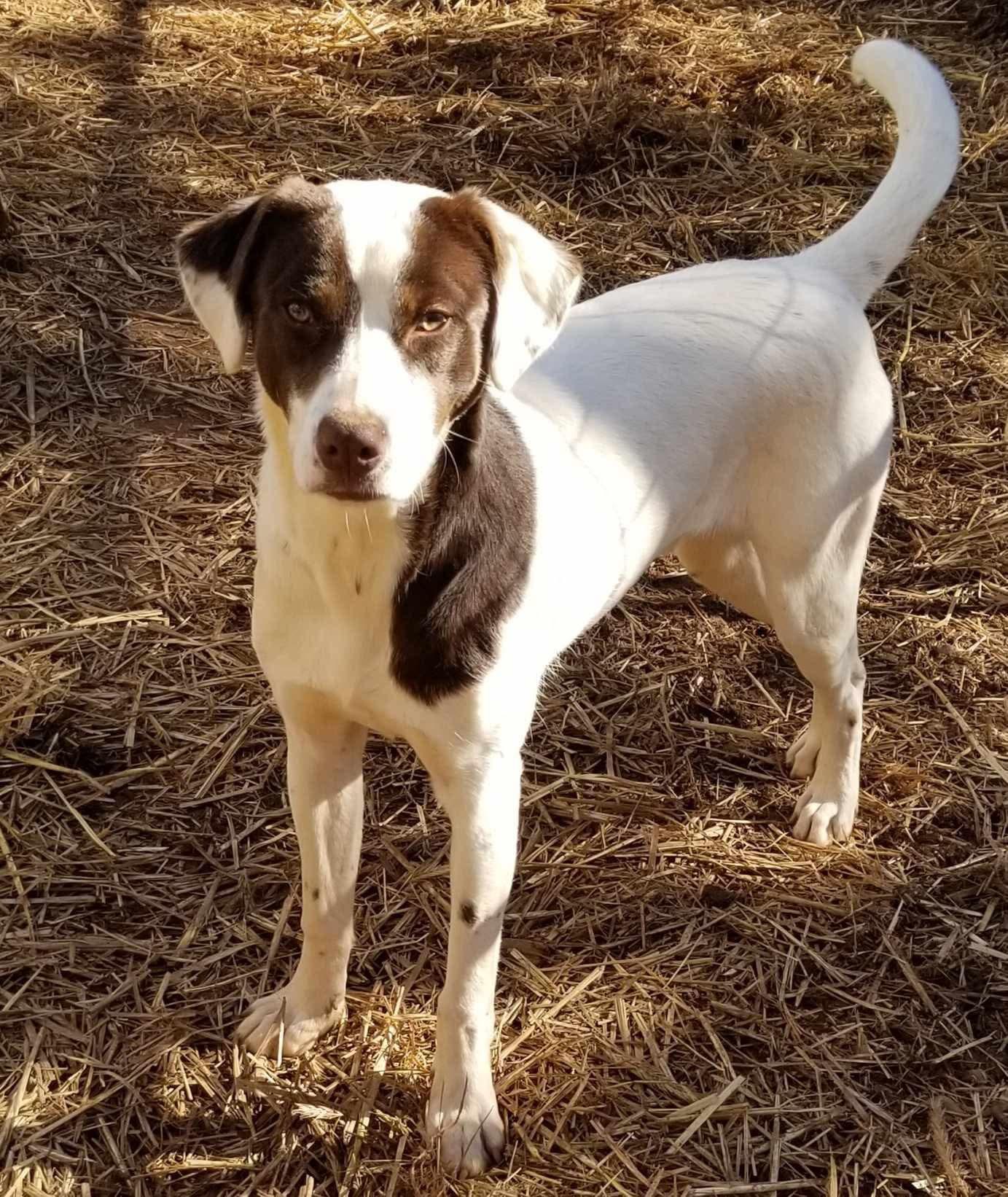 Enlarge Bingo, a Adoptable mixed breed in Roanoke, AL image 5/6