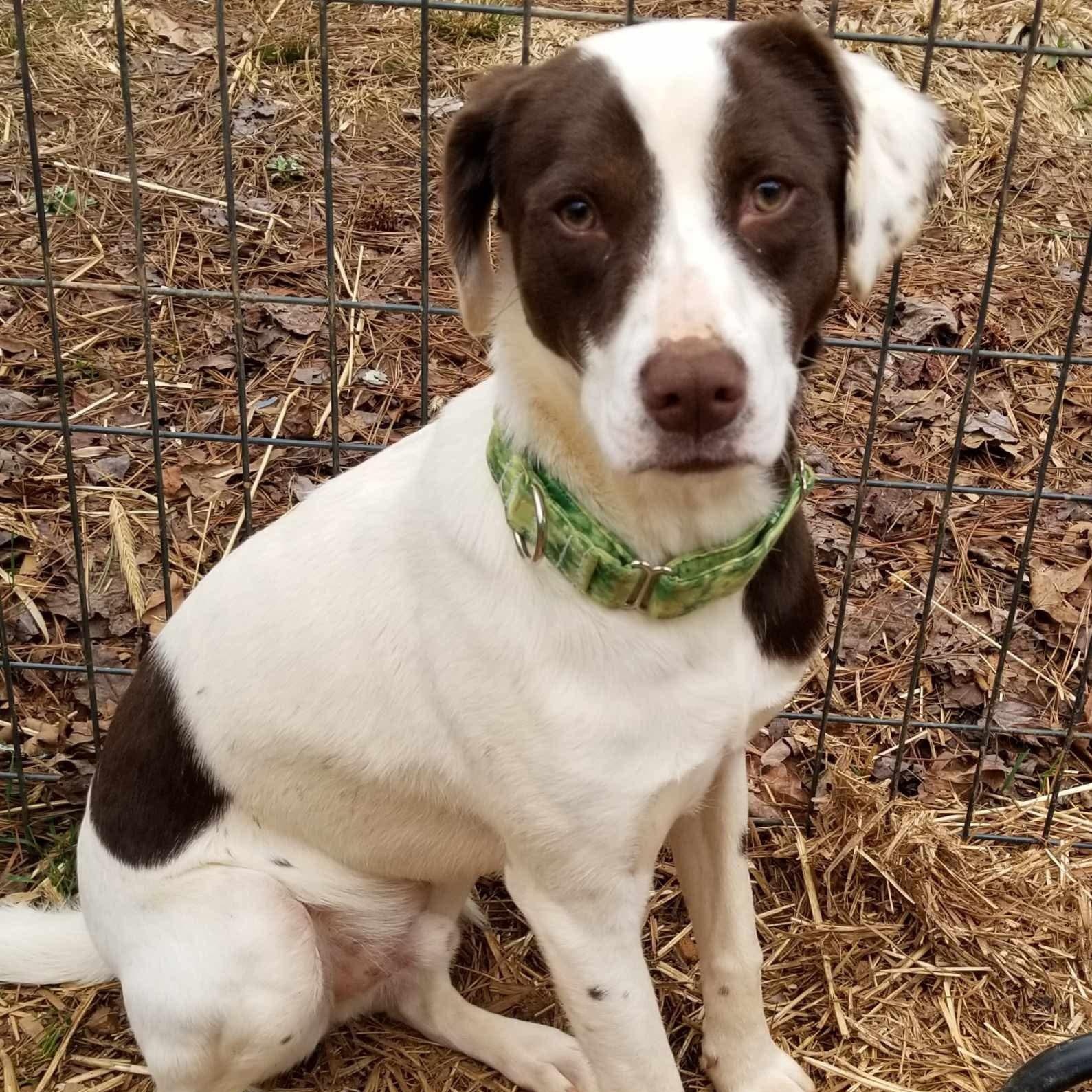 Enlarge Bingo, a Adoptable mixed breed in Roanoke, AL image 6/6