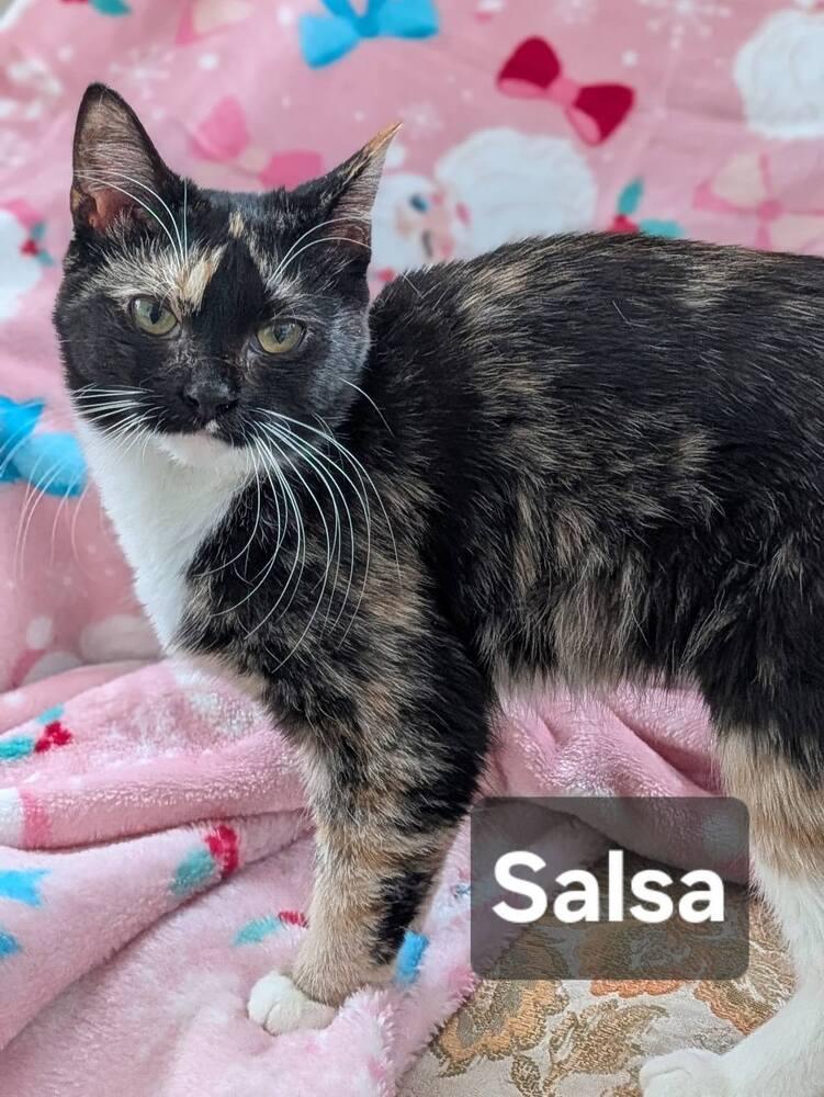 Salsa, Adoptable, Kitten Female Domestic Short Hair.