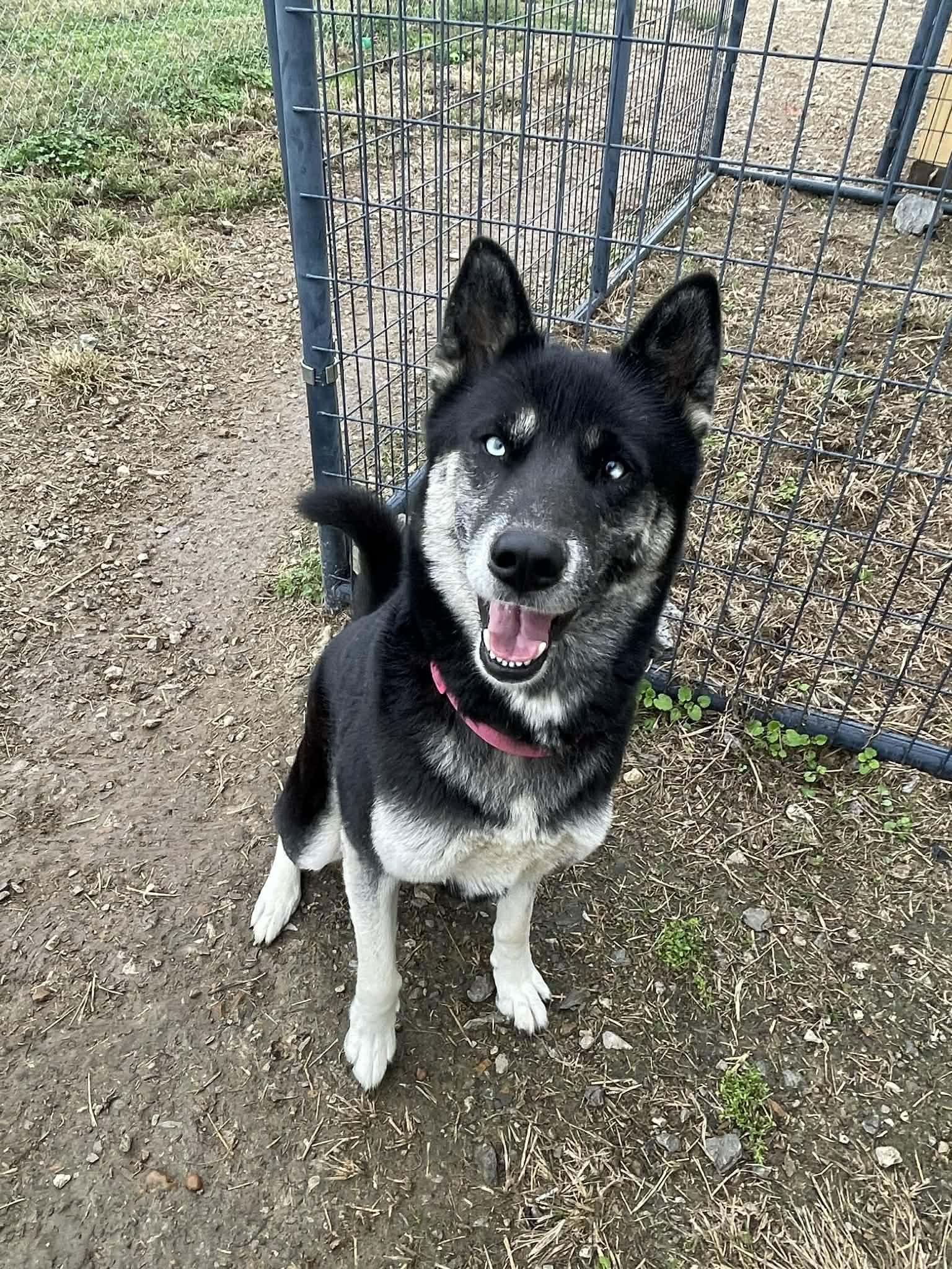 Skylar, Adoptable, Adult Female Husky.