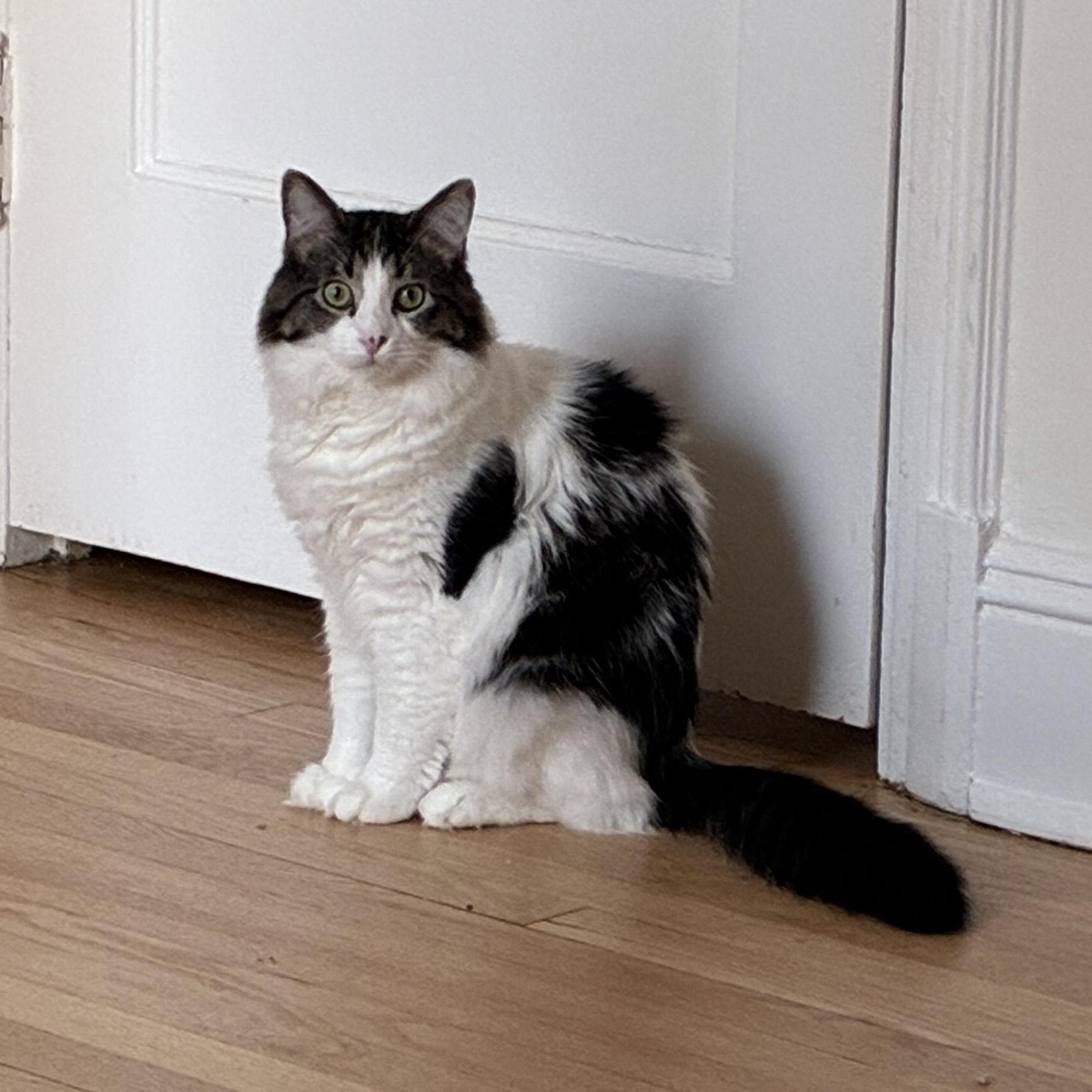 Rusty, Adoptable, Young Male Domestic Medium Hair.