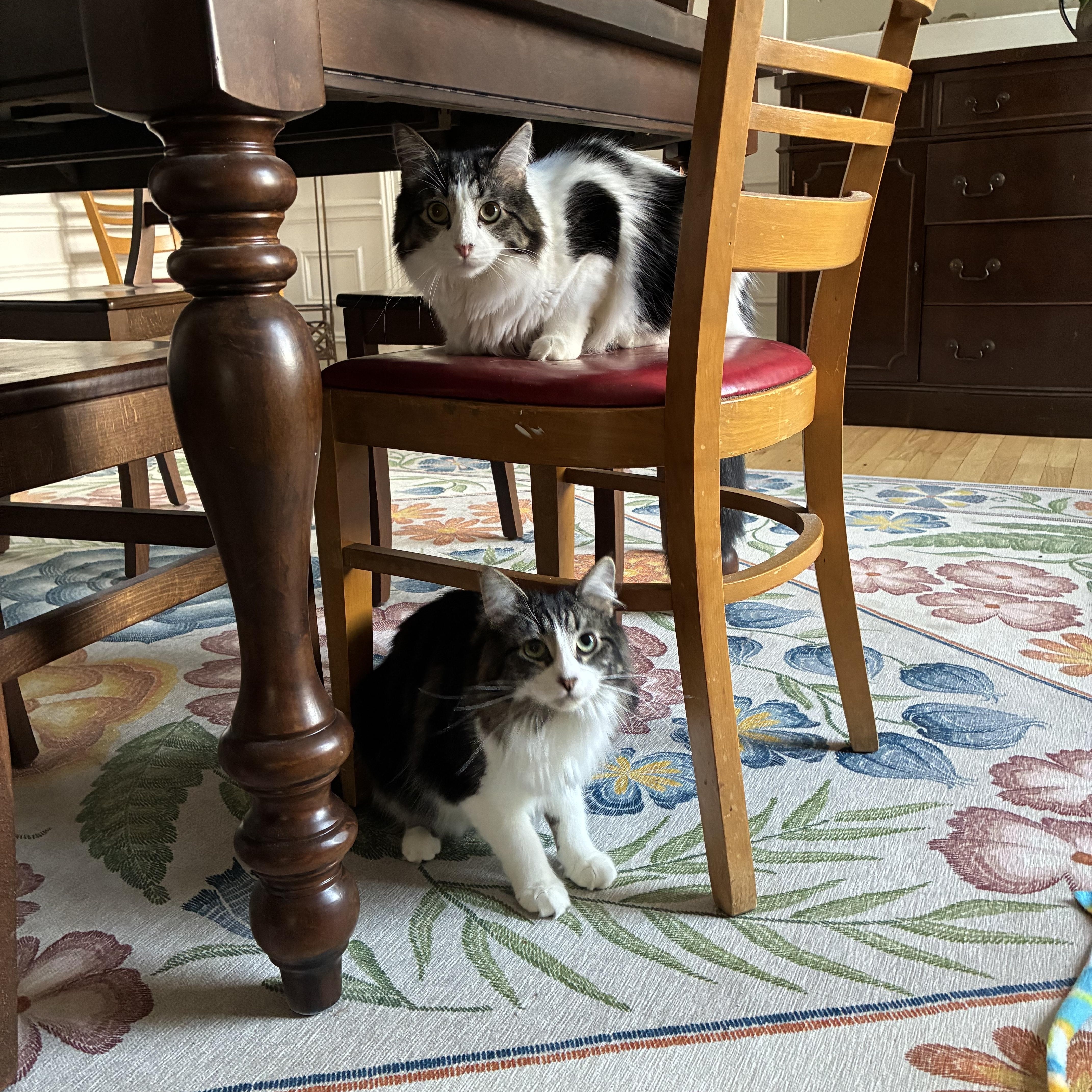 Rusty, a Adoptable mixed breed in Chicago, IL image 2/3