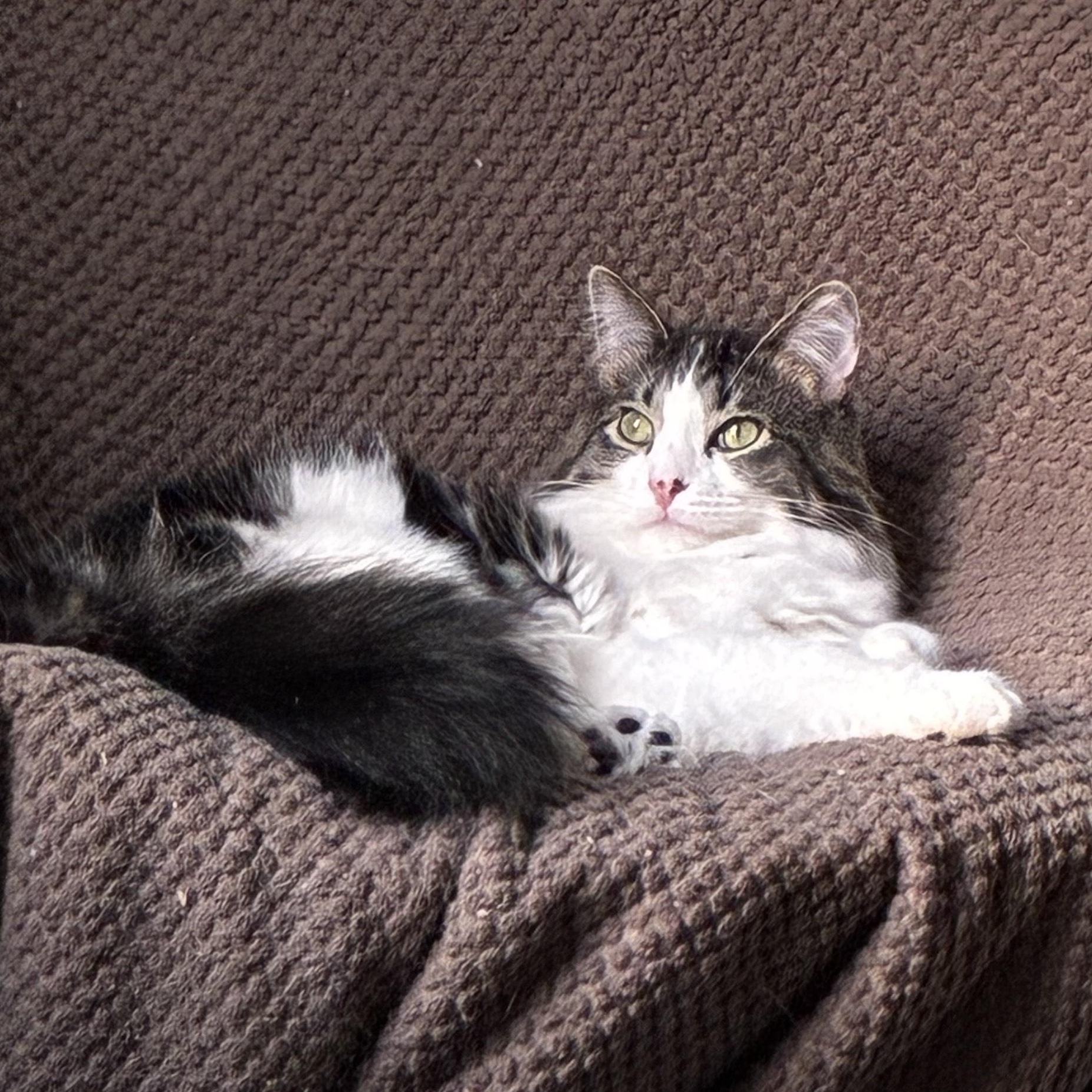 Rusty, a Adoptable mixed breed in Chicago, IL image 3/3