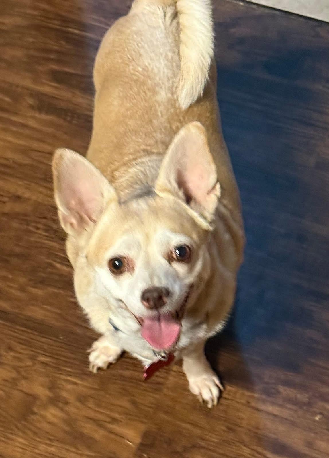 GOLDIE, ADOPTABLE, Adult Female Chihuahua.