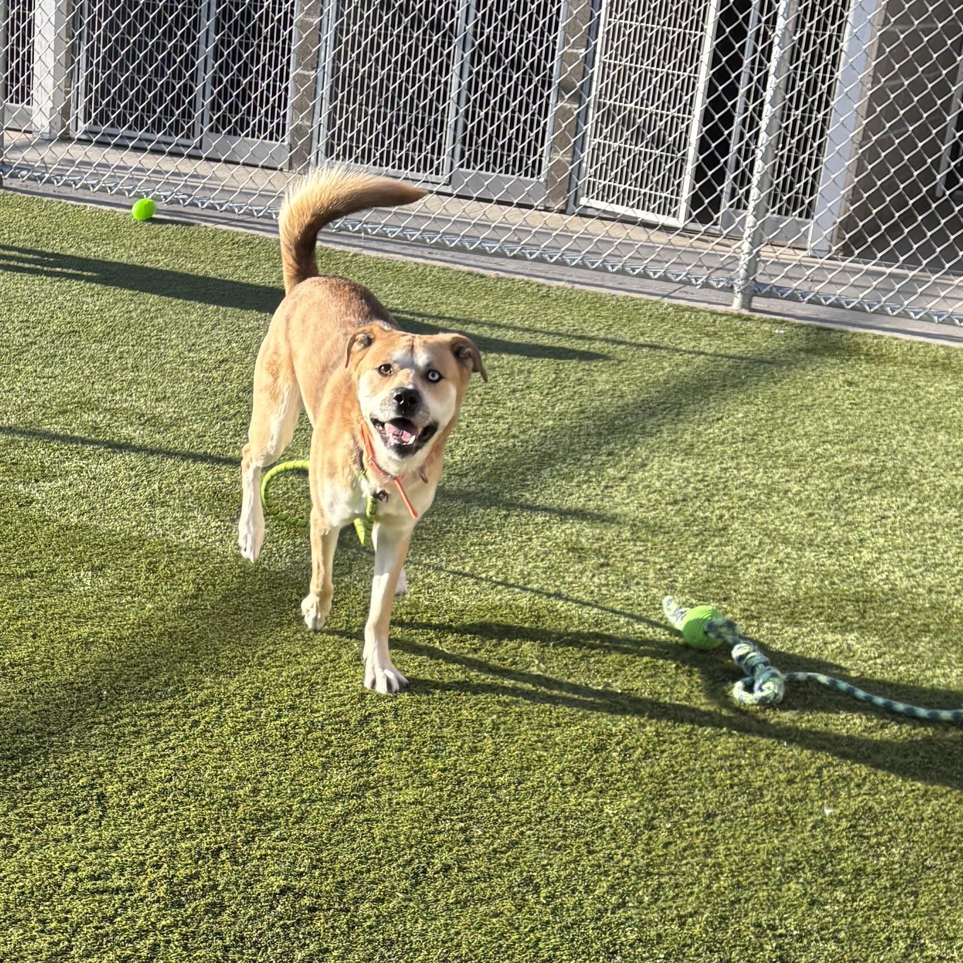 Enlarge Pluto, a Adoptable mixed breed in Liberty, MO image 2/5
