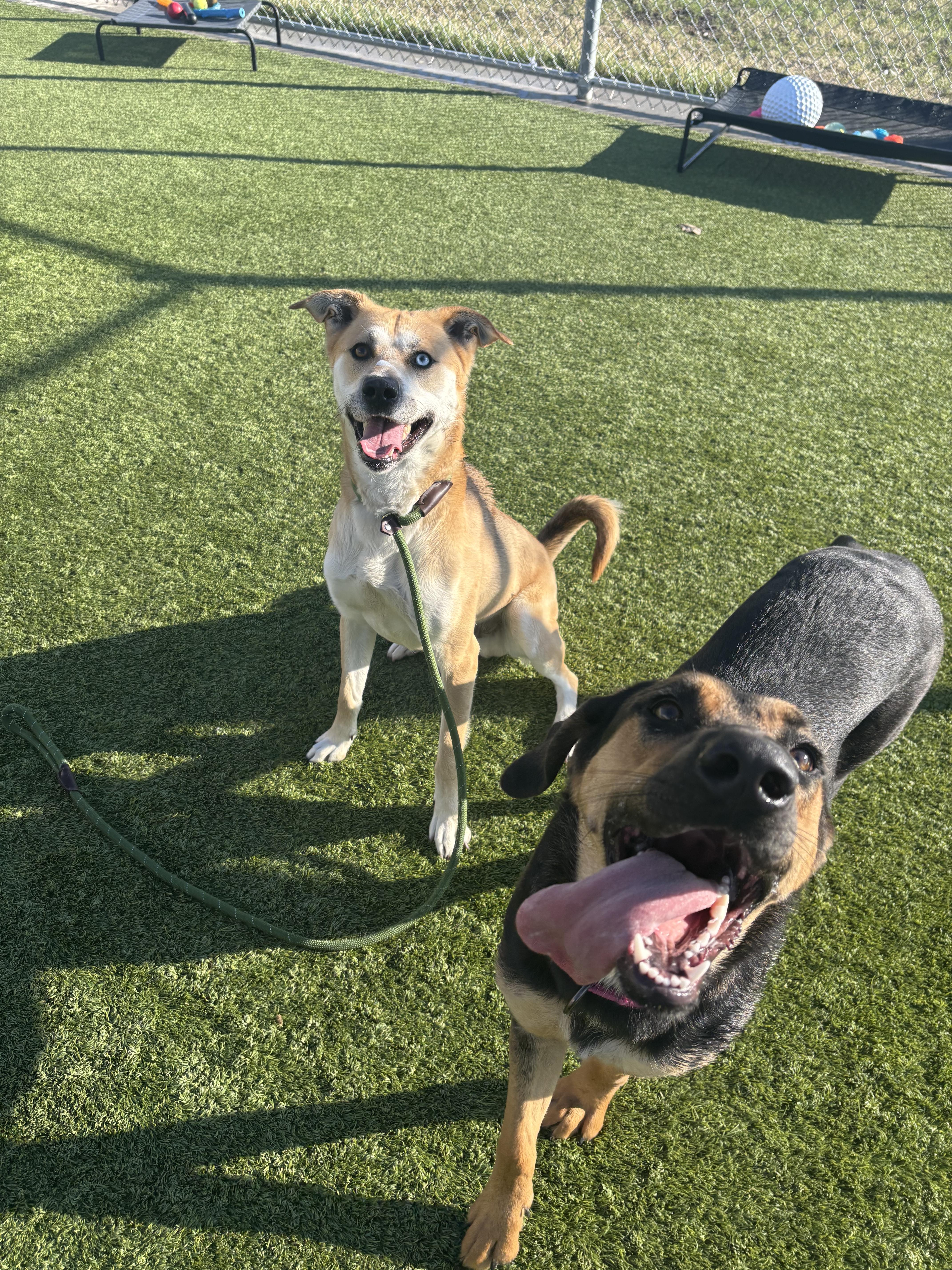 Enlarge Pluto, a Adoptable mixed breed in Liberty, MO image 5/5