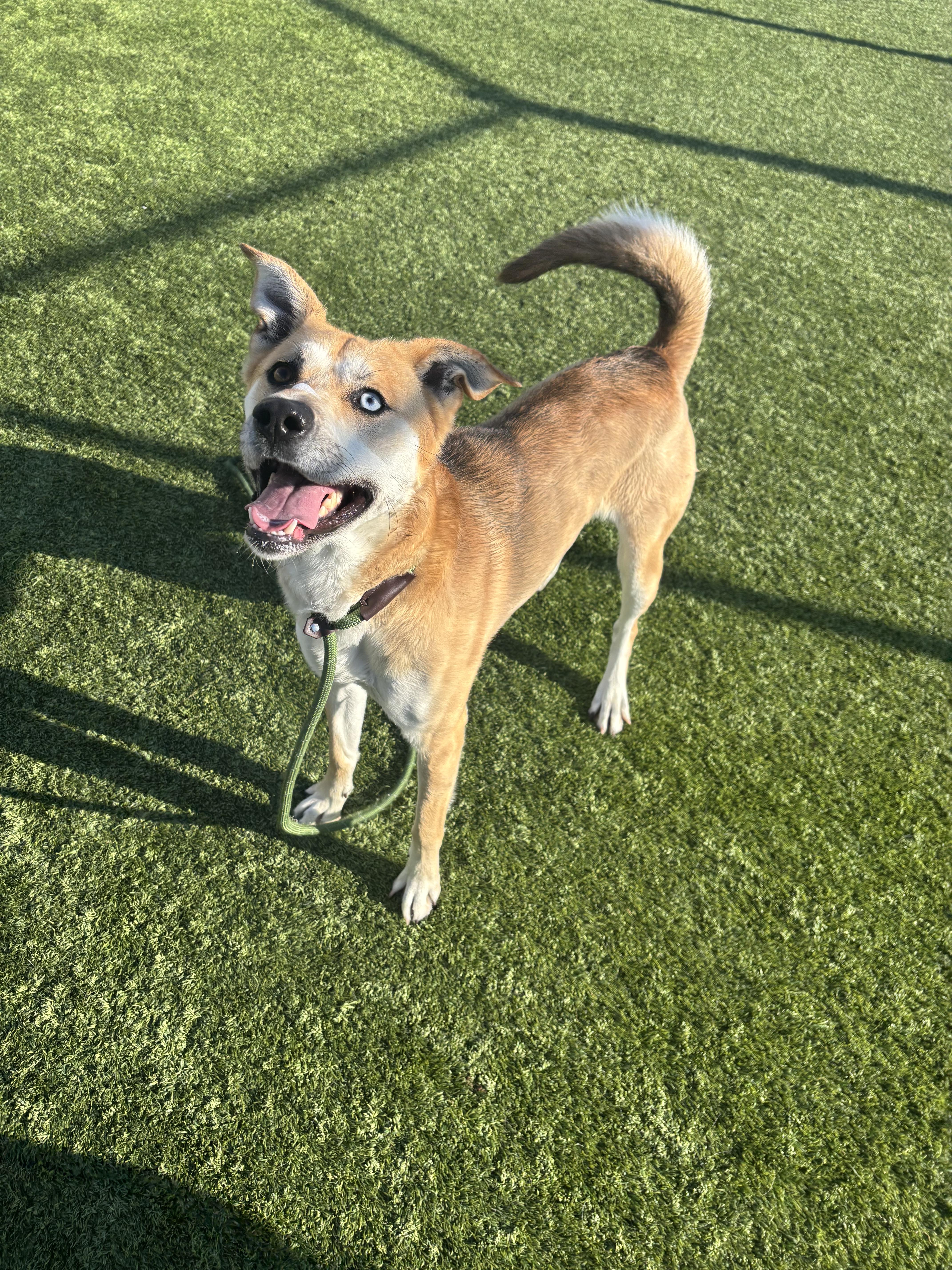 Enlarge Pluto, a Adoptable mixed breed in Liberty, MO image 4/5