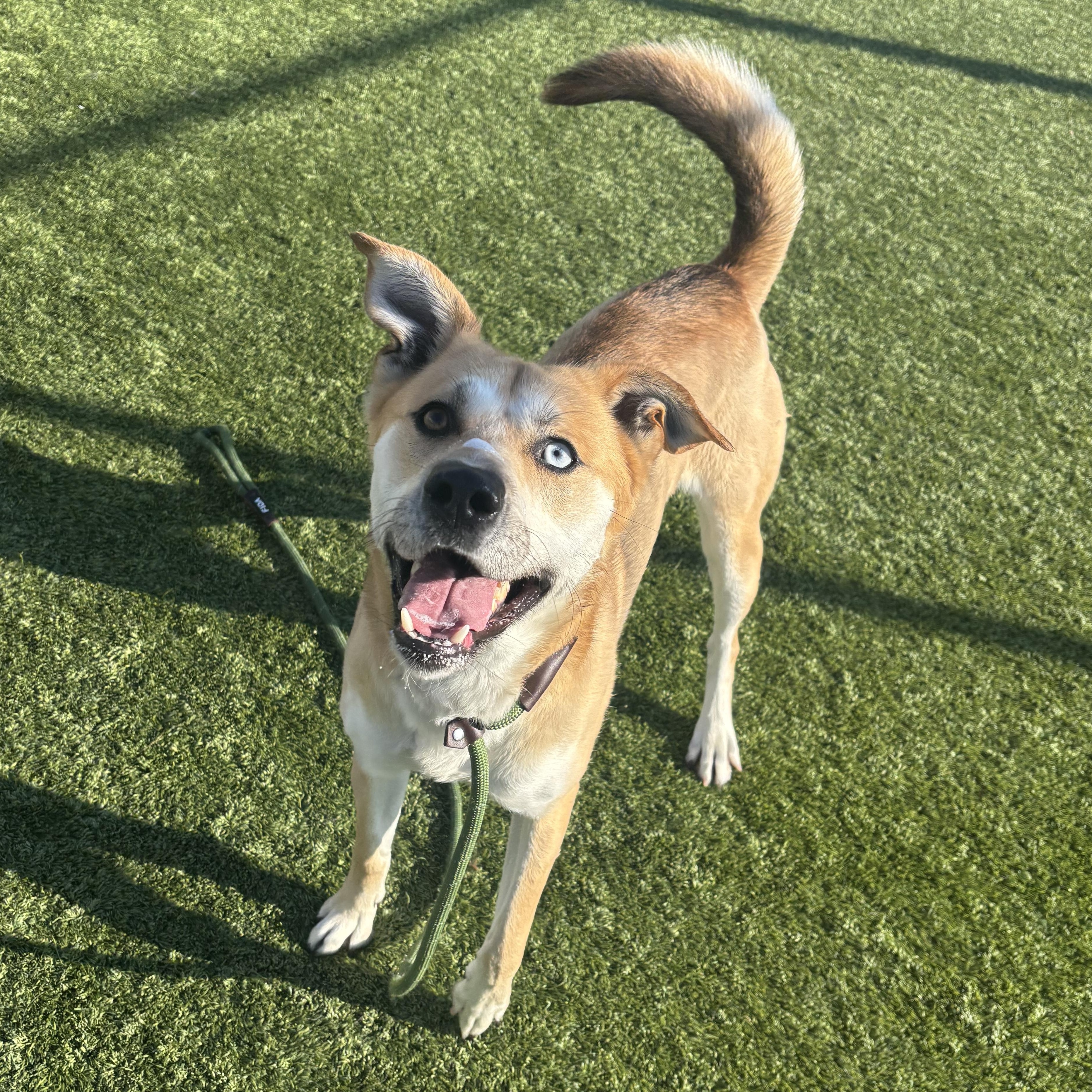 Enlarge Pluto, a Adoptable mixed breed in Liberty, MO image 3/5