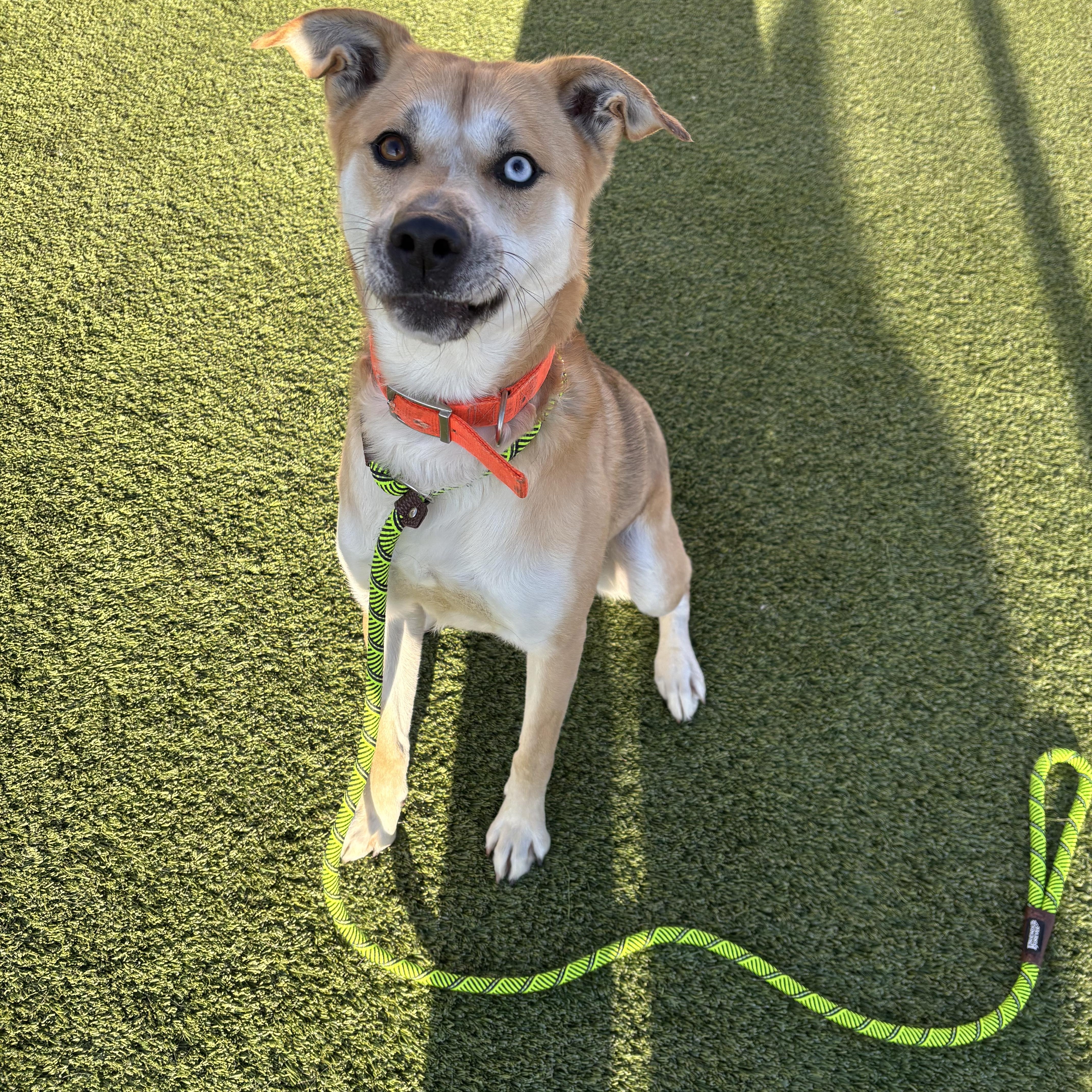 Pluto, Adoptable, Adult Male Husky & Australian Shepherd.