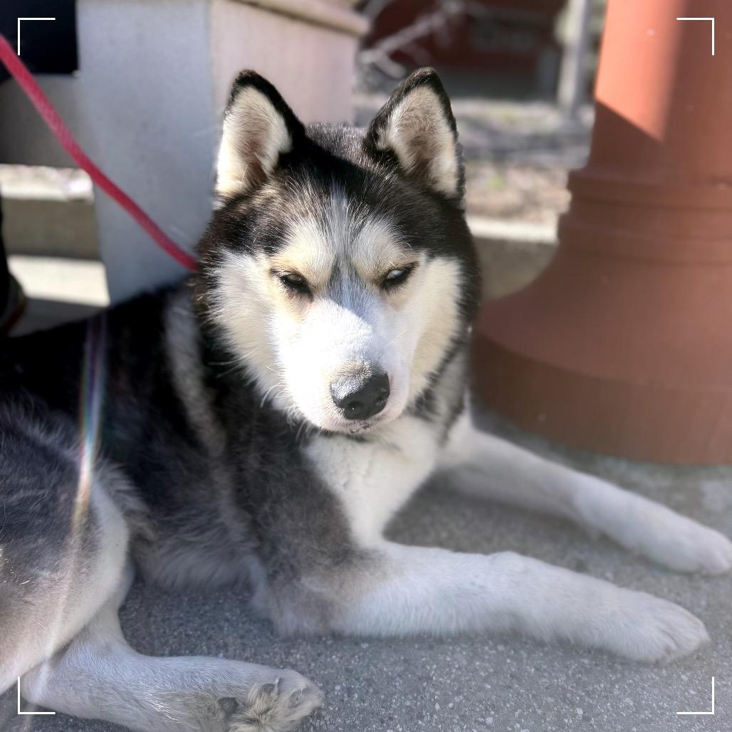 BENTLEY, a Adoptable Siberian Husky in Upland, CA image 1/5