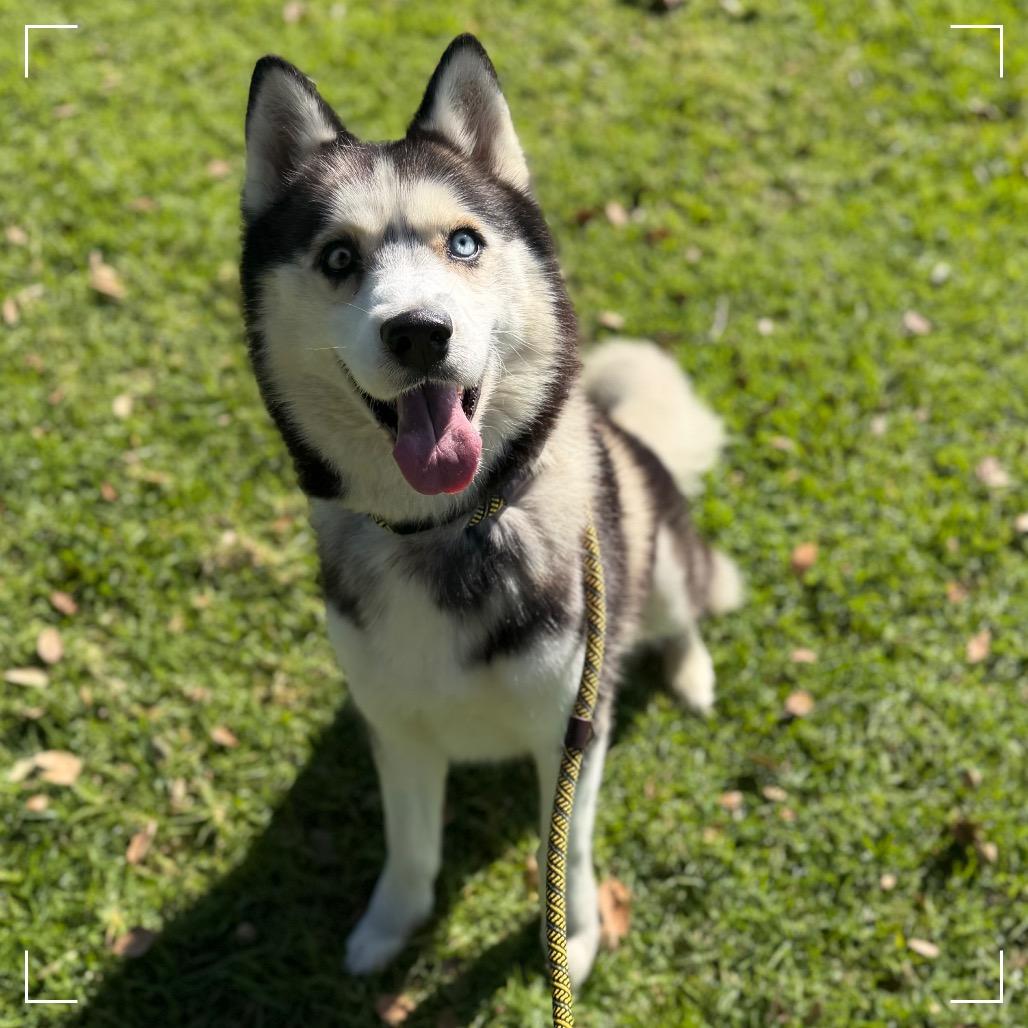BENTLEY, Adoptable, Adult Male Siberian Husky.