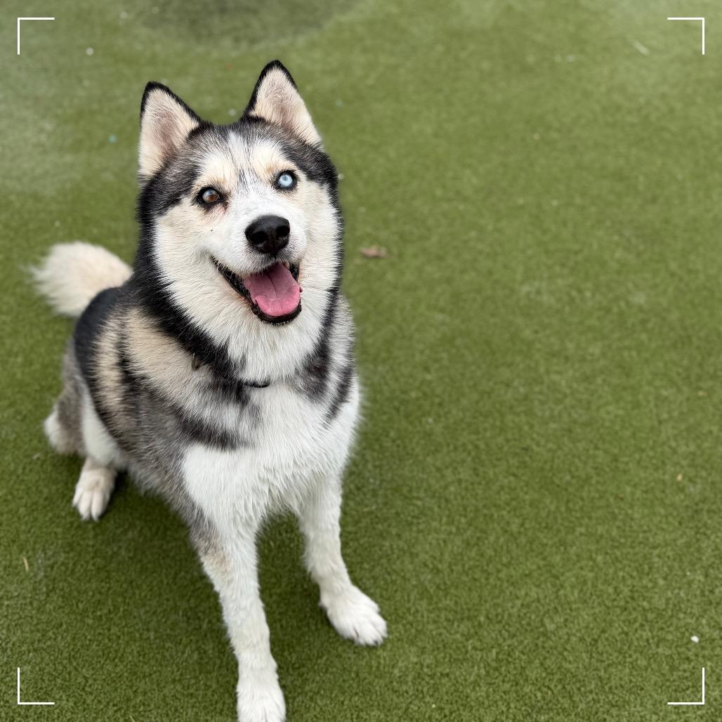 Enlarge BENTLEY, a Adoptable Siberian Husky in Upland, CA image 2/5