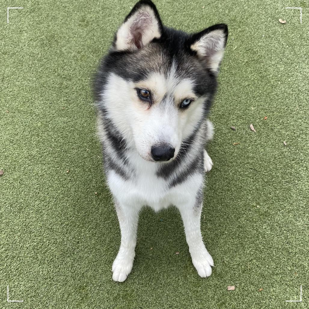 BENTLEY, a Adoptable Siberian Husky in Upland, CA image 3/6