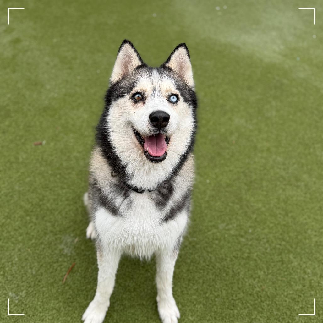 Enlarge BENTLEY, a Adoptable Siberian Husky in Upland, CA image 4/5