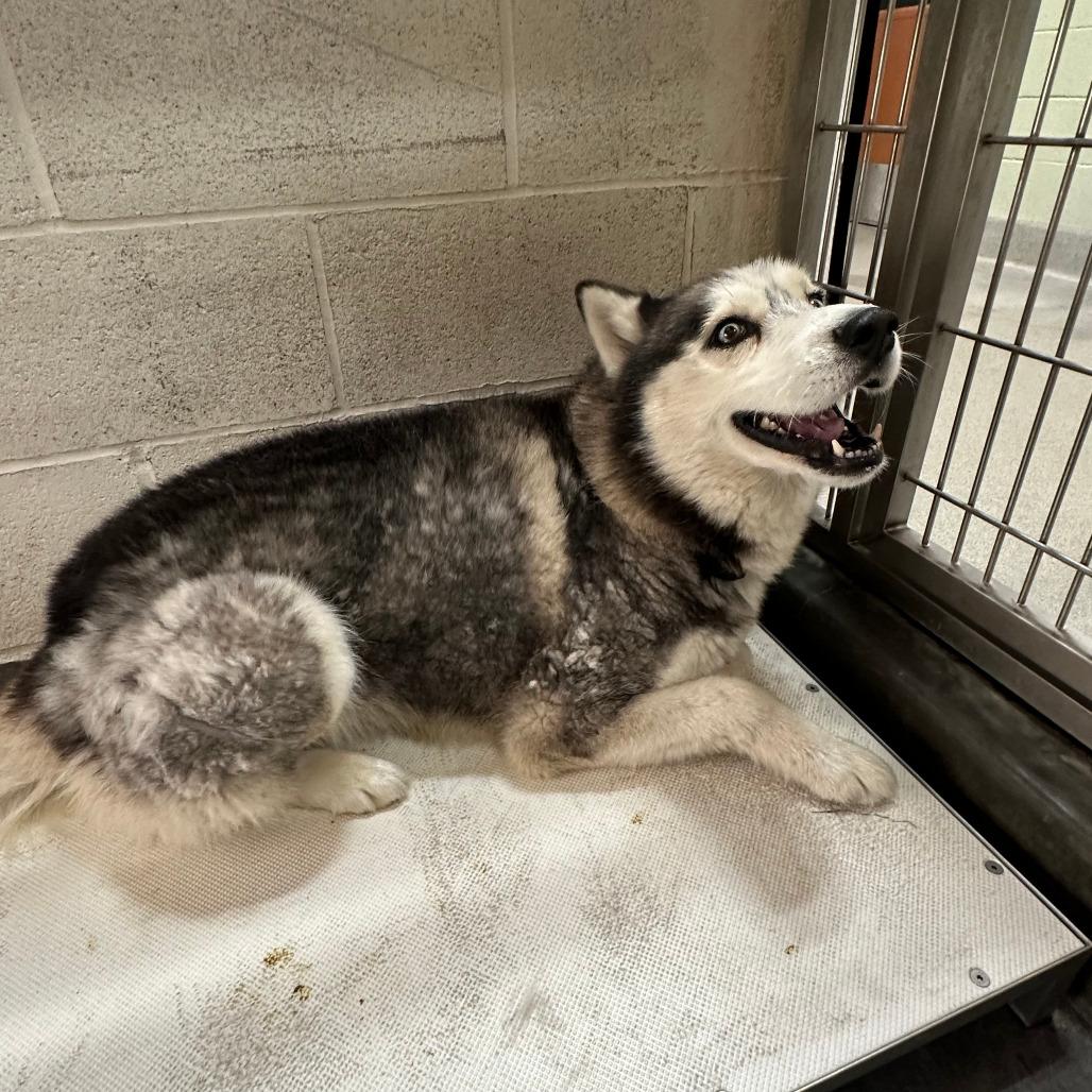 BENTLEY, a Adoptable Siberian Husky in Upland, CA image 3/5