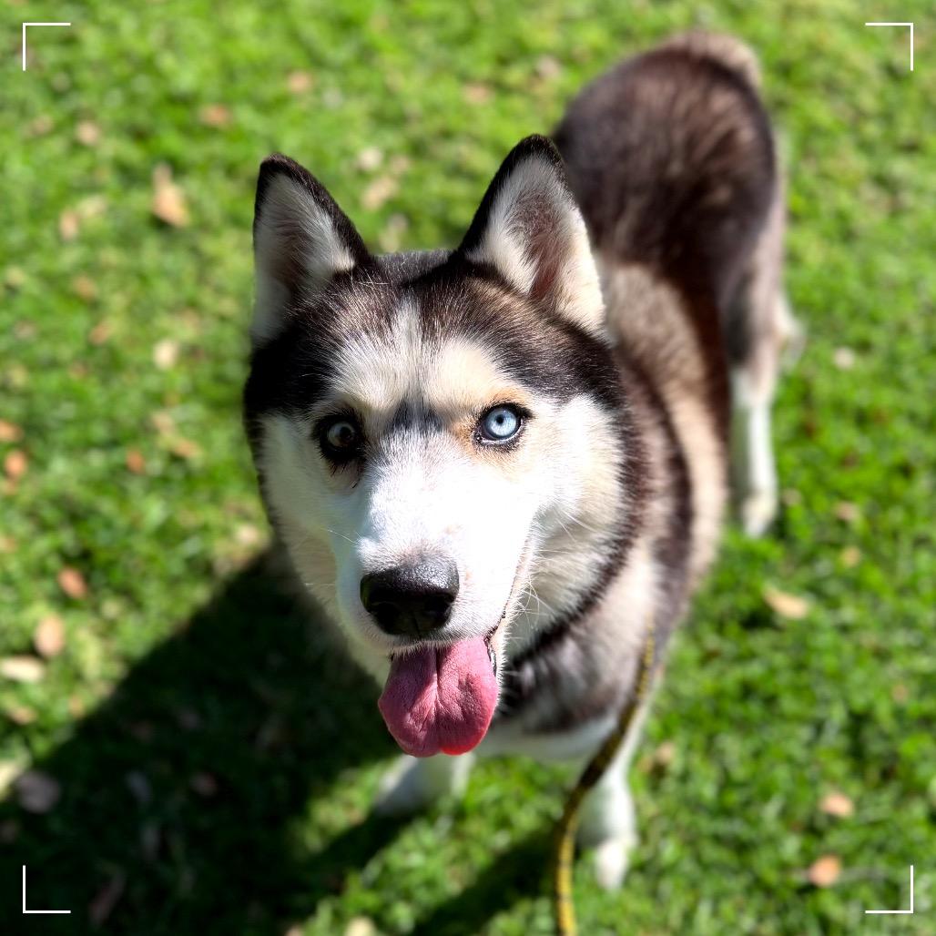 BENTLEY, a Adoptable Siberian Husky in Upland, CA image 4/5