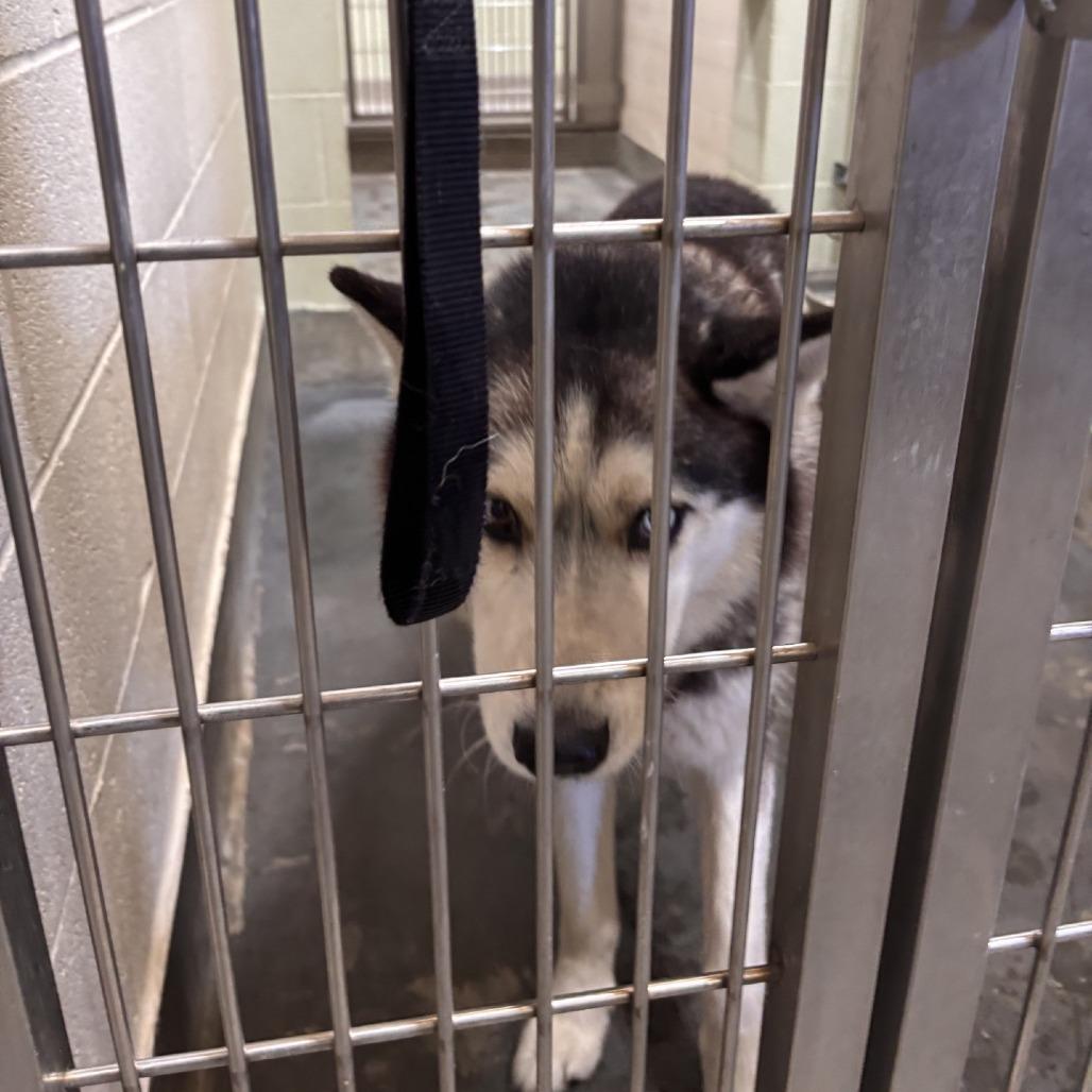 BENTLEY, a Adoptable Siberian Husky in Upland, CA image 5/5